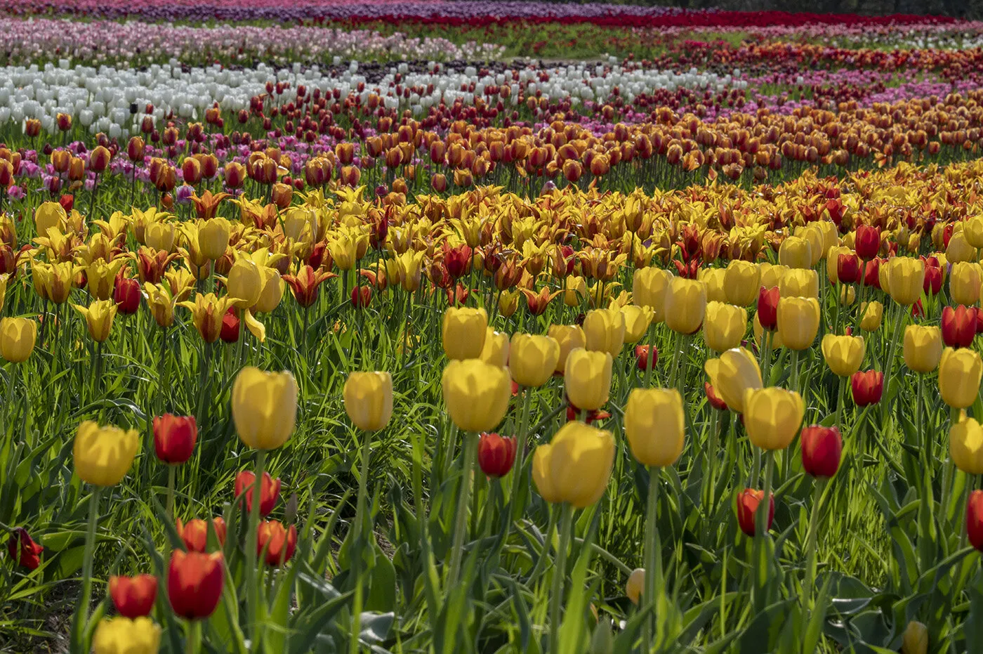 Tulip Field