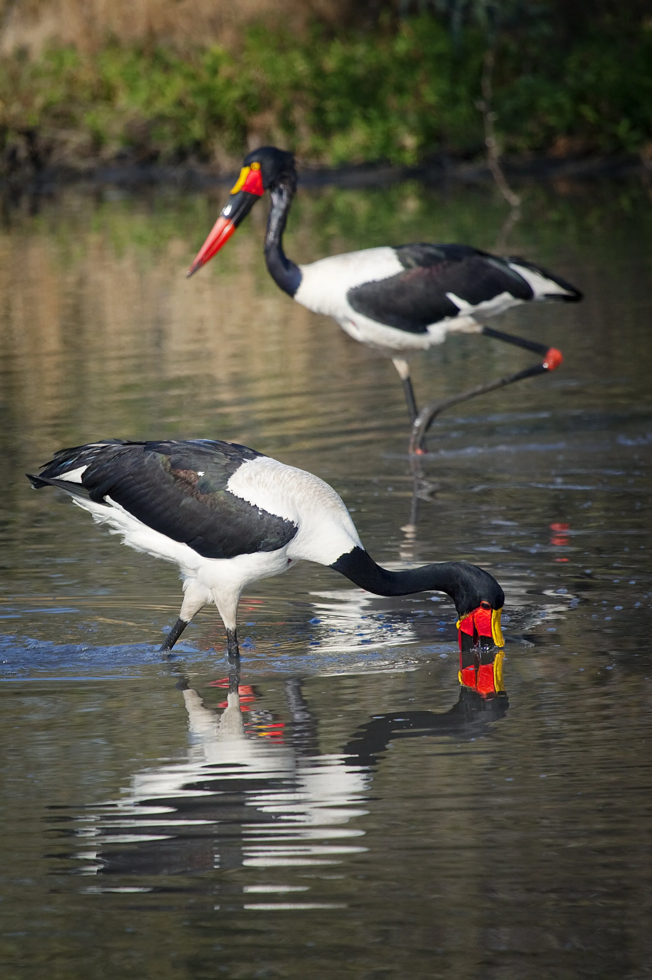 Saddle-billed Stork