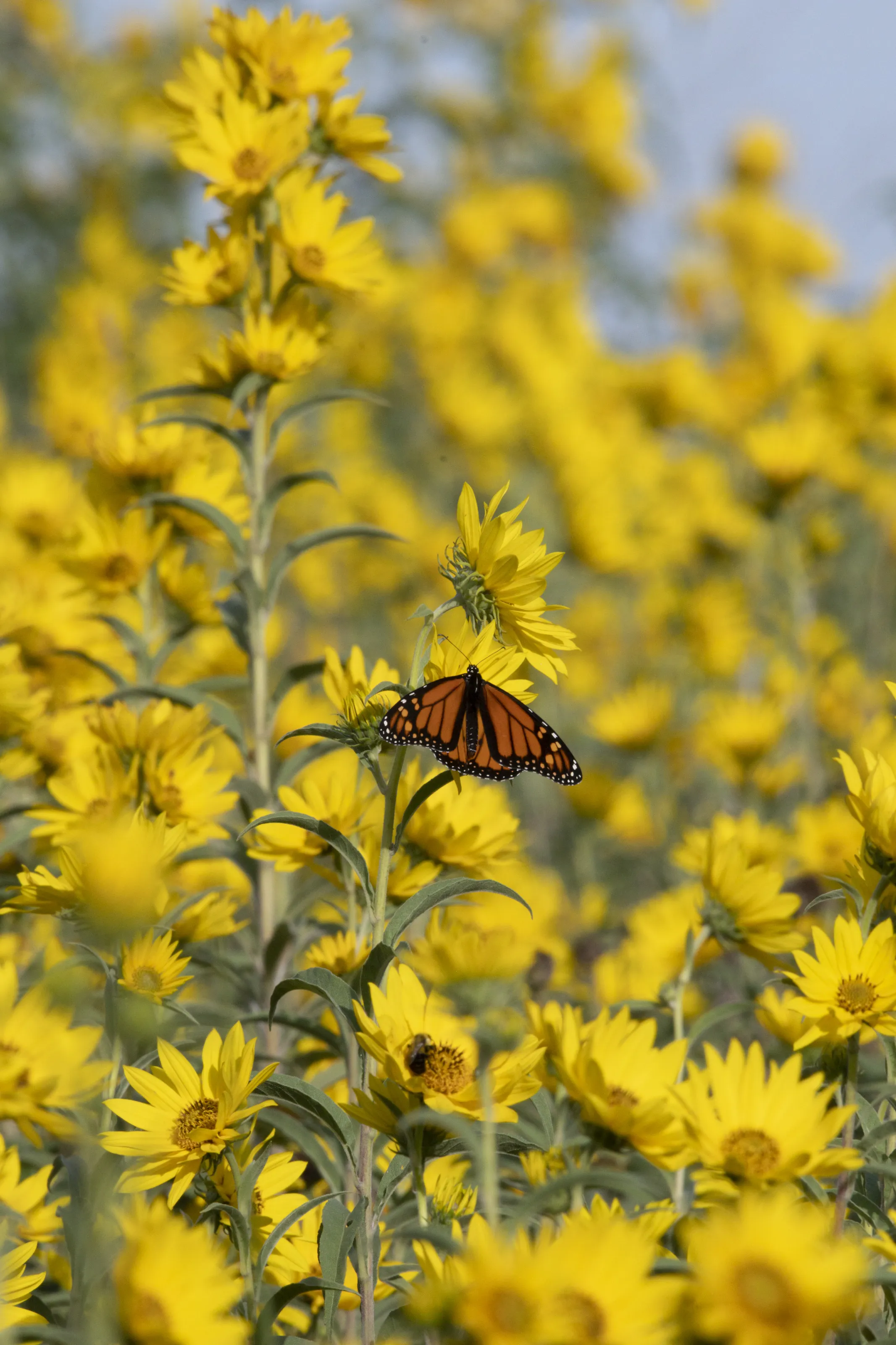 MIdwest Monarch