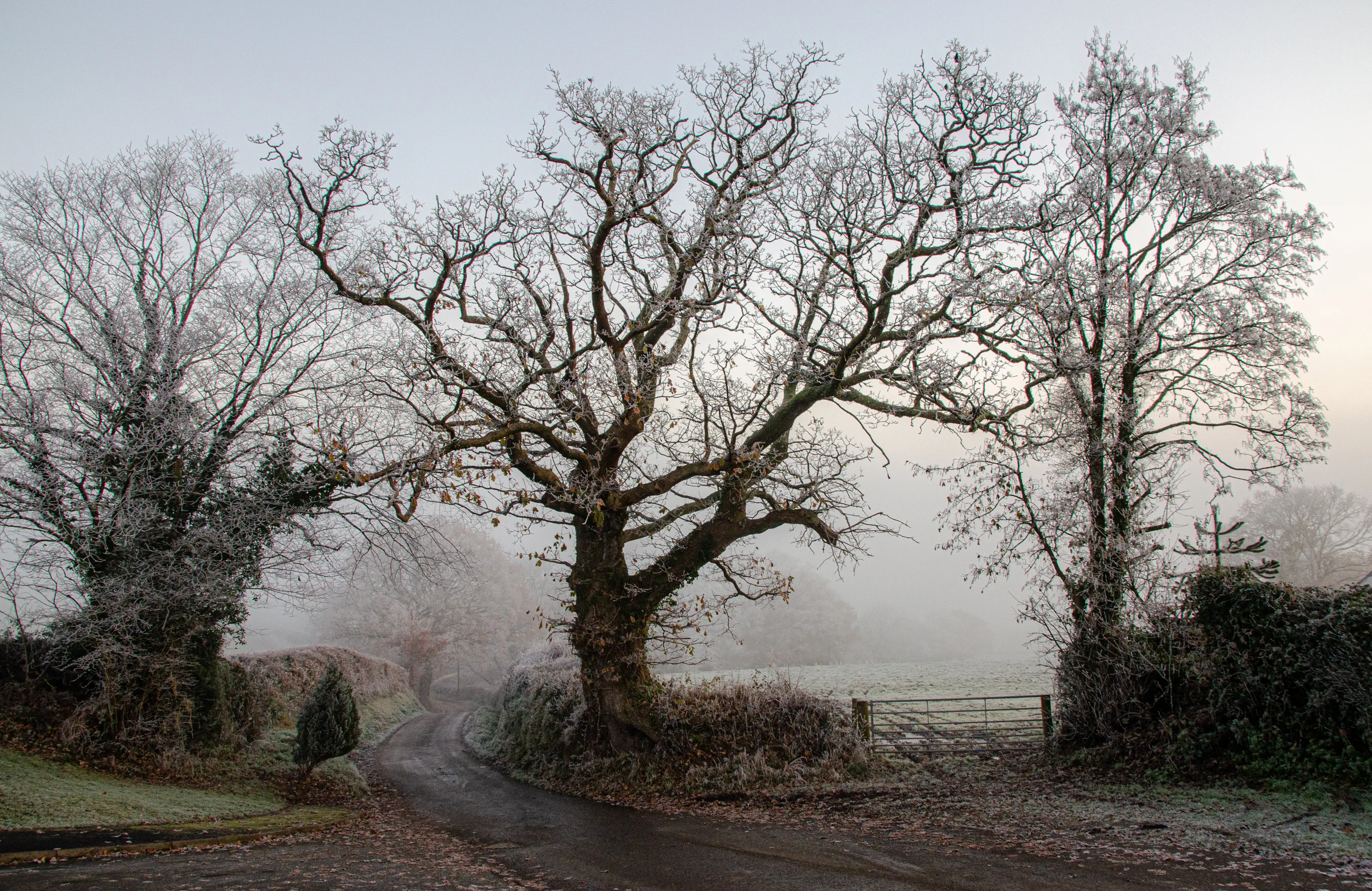 Lawhitton frost