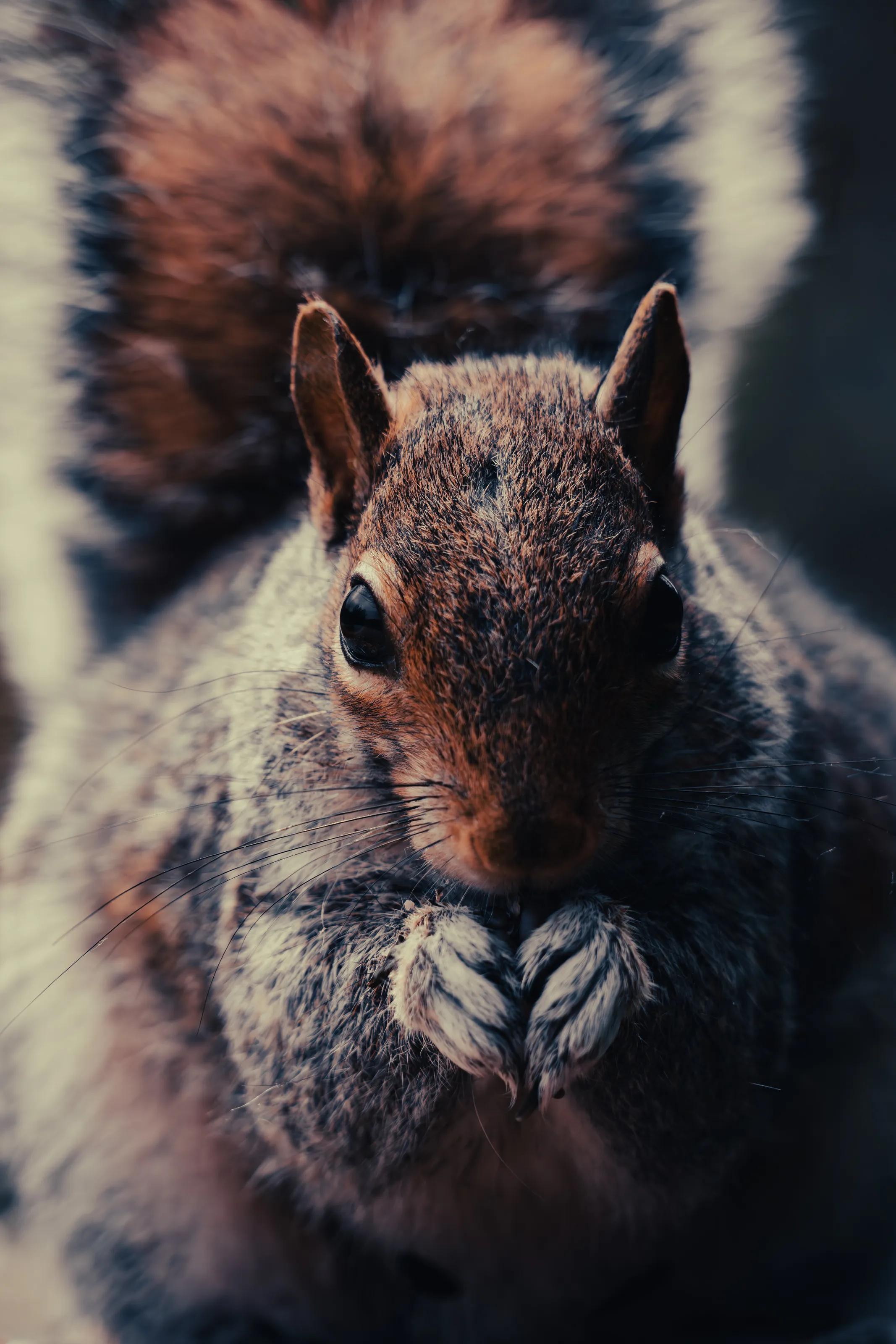 The squirrel portrait