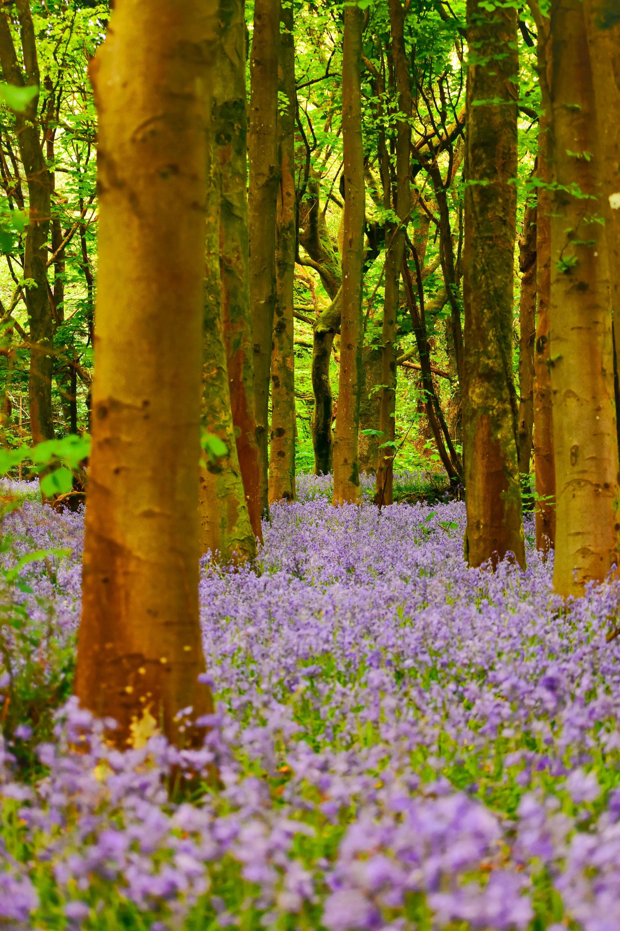 The path to the twisty woods