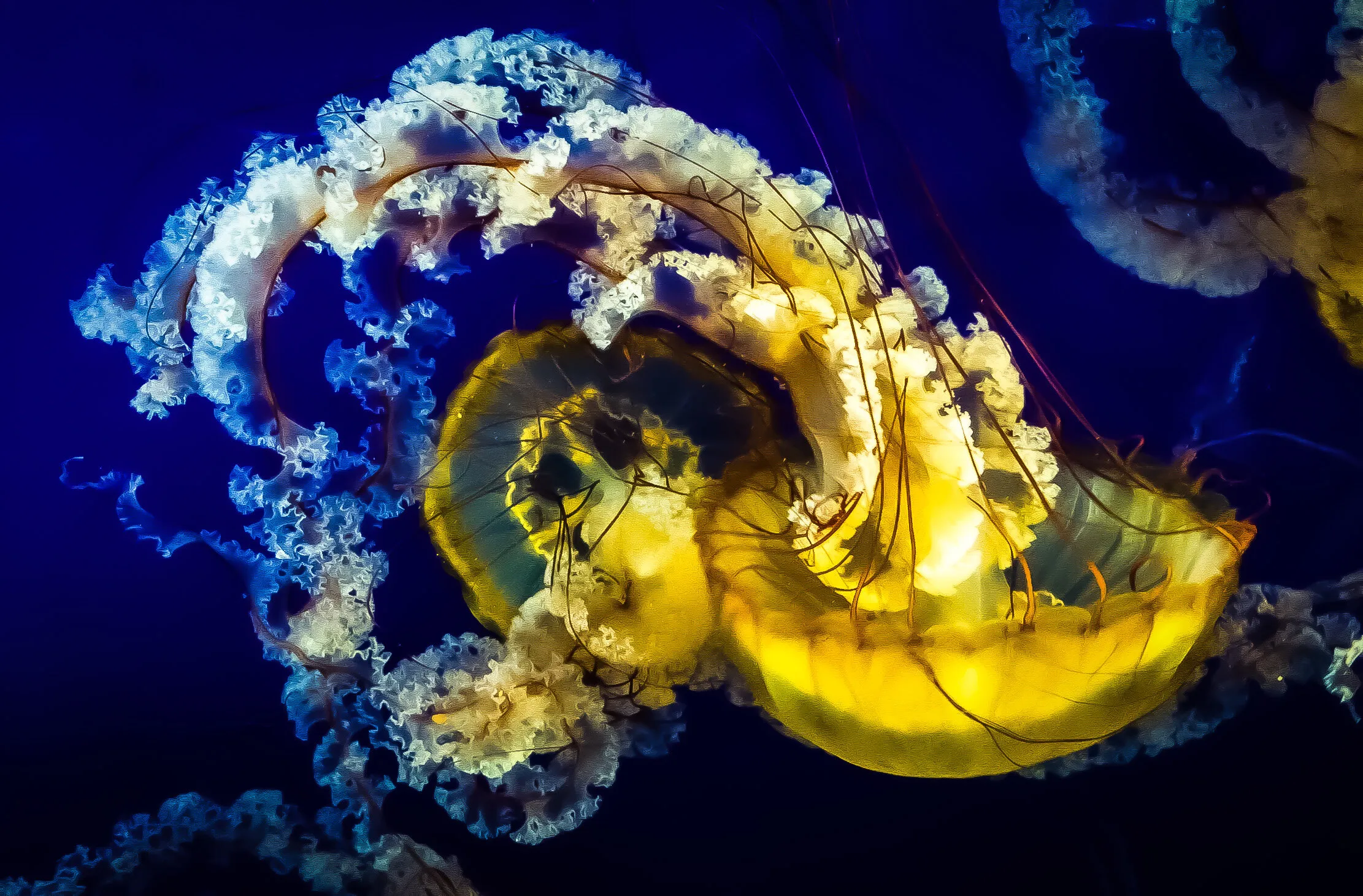 Dancing Jellyfish