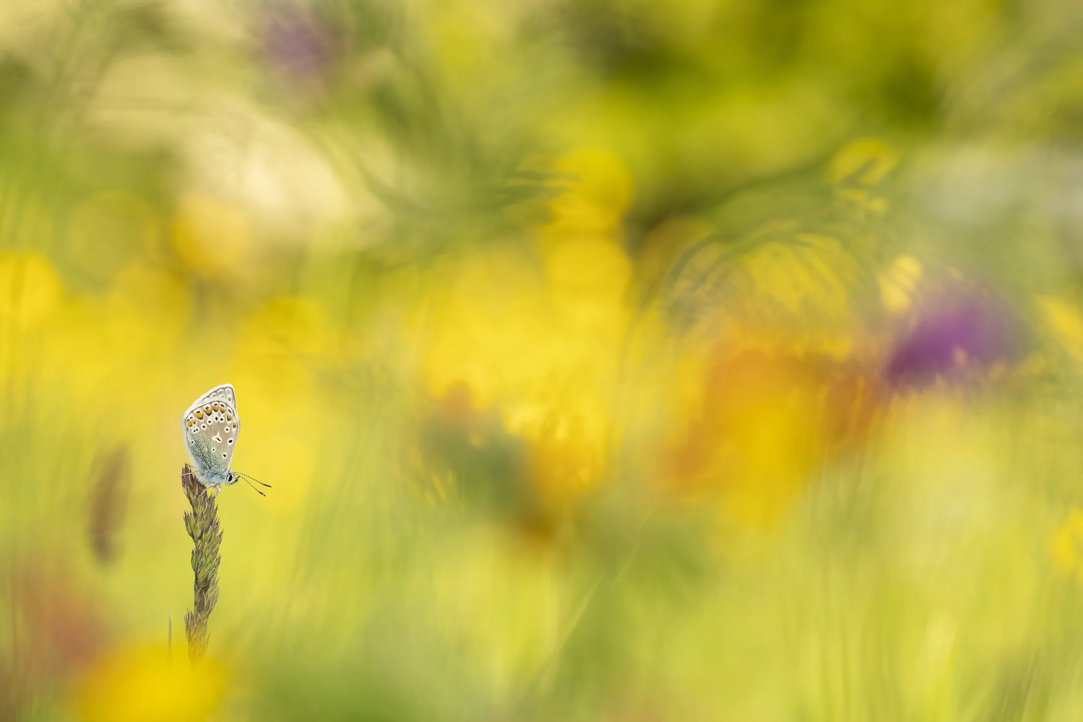 Gracefully taking over the fields.