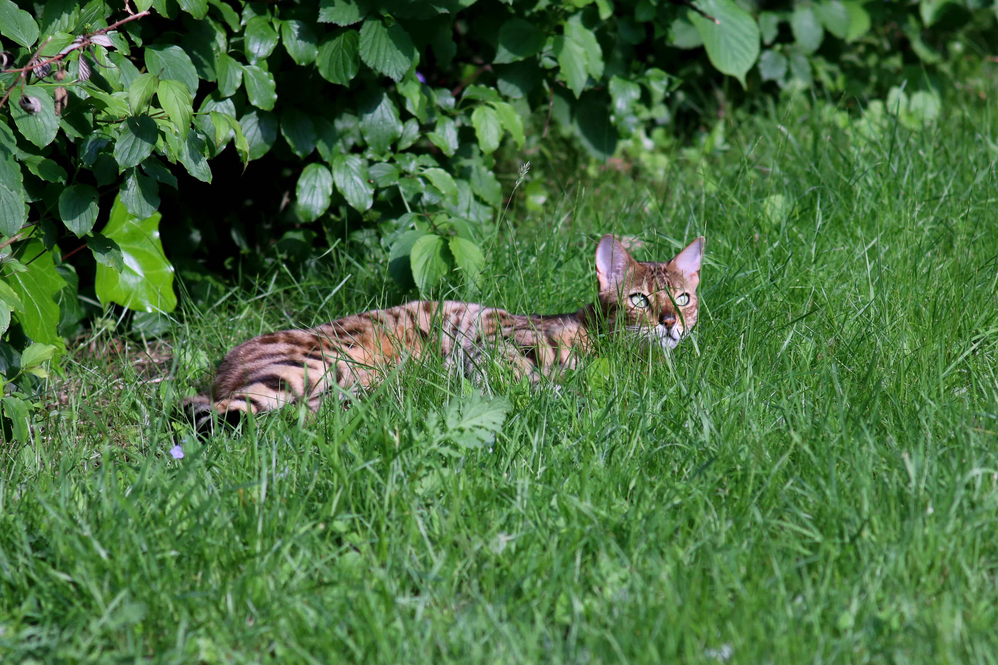 Resting between runs