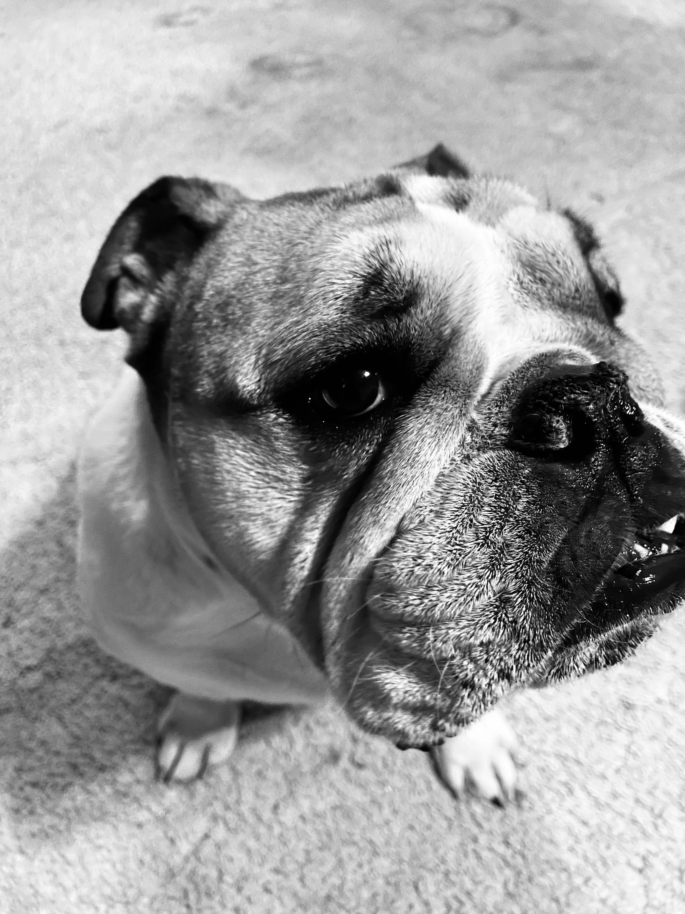 Brutus
