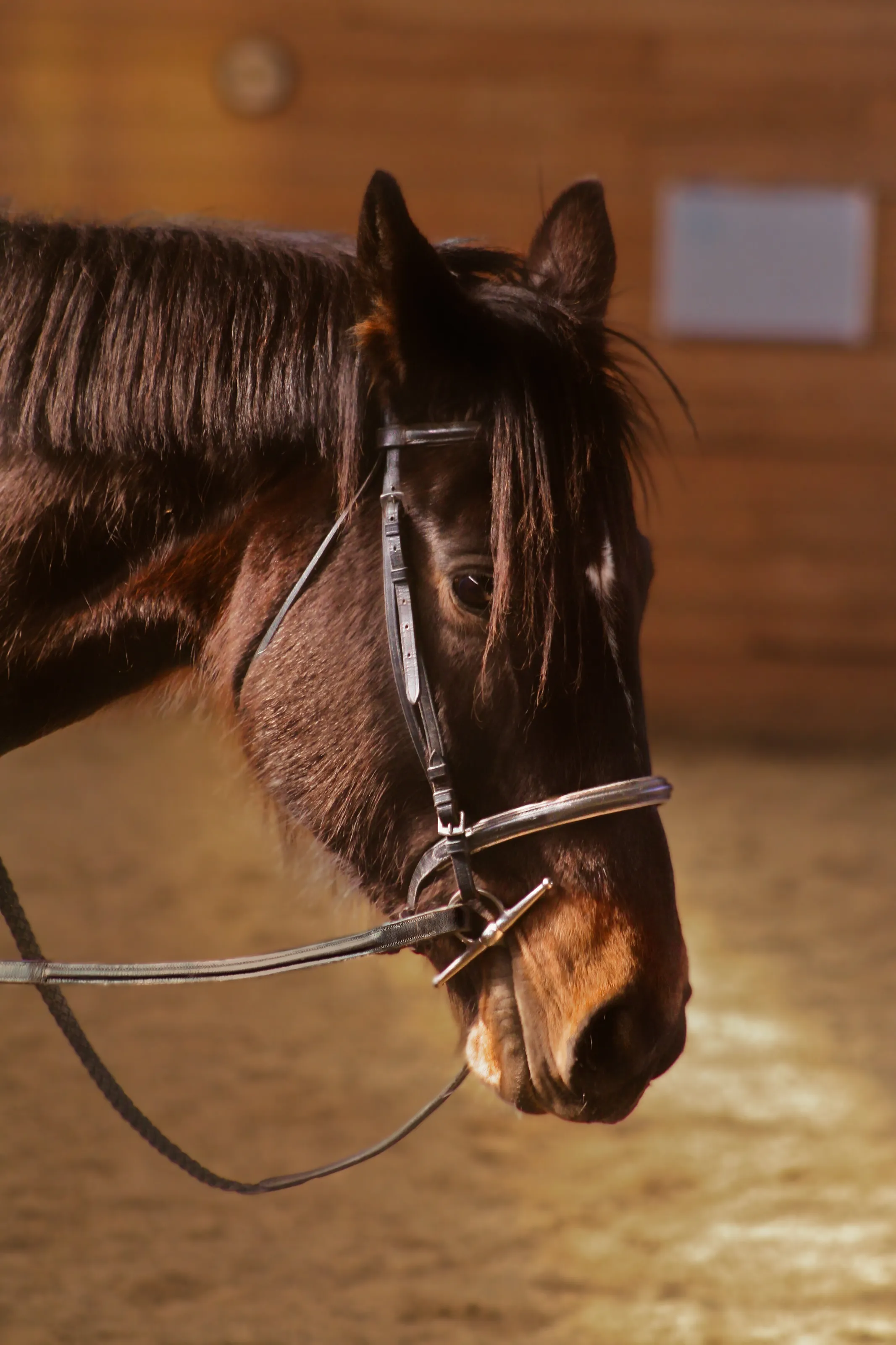 Horse