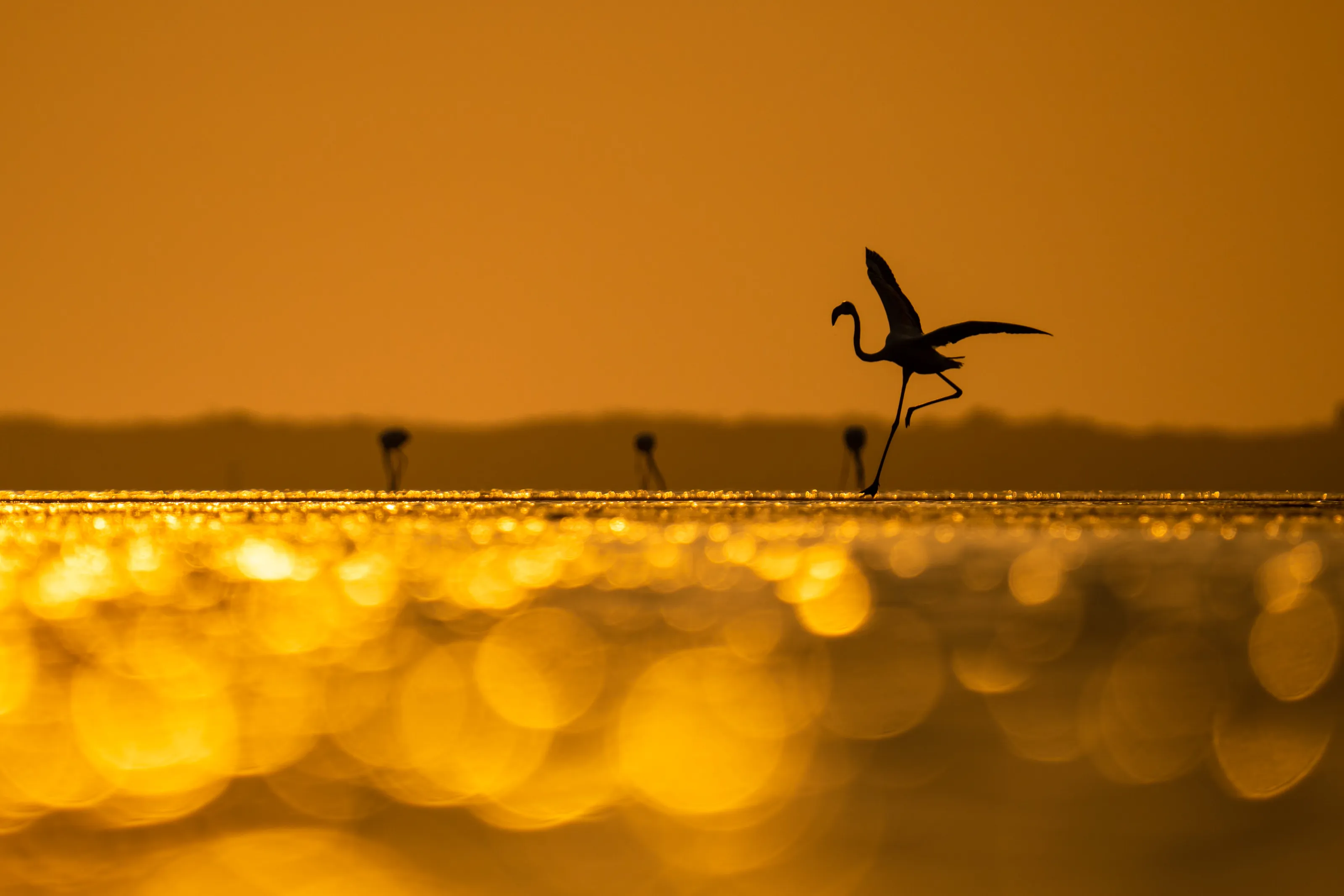Greater Flamingo is about to land on the golden balls.