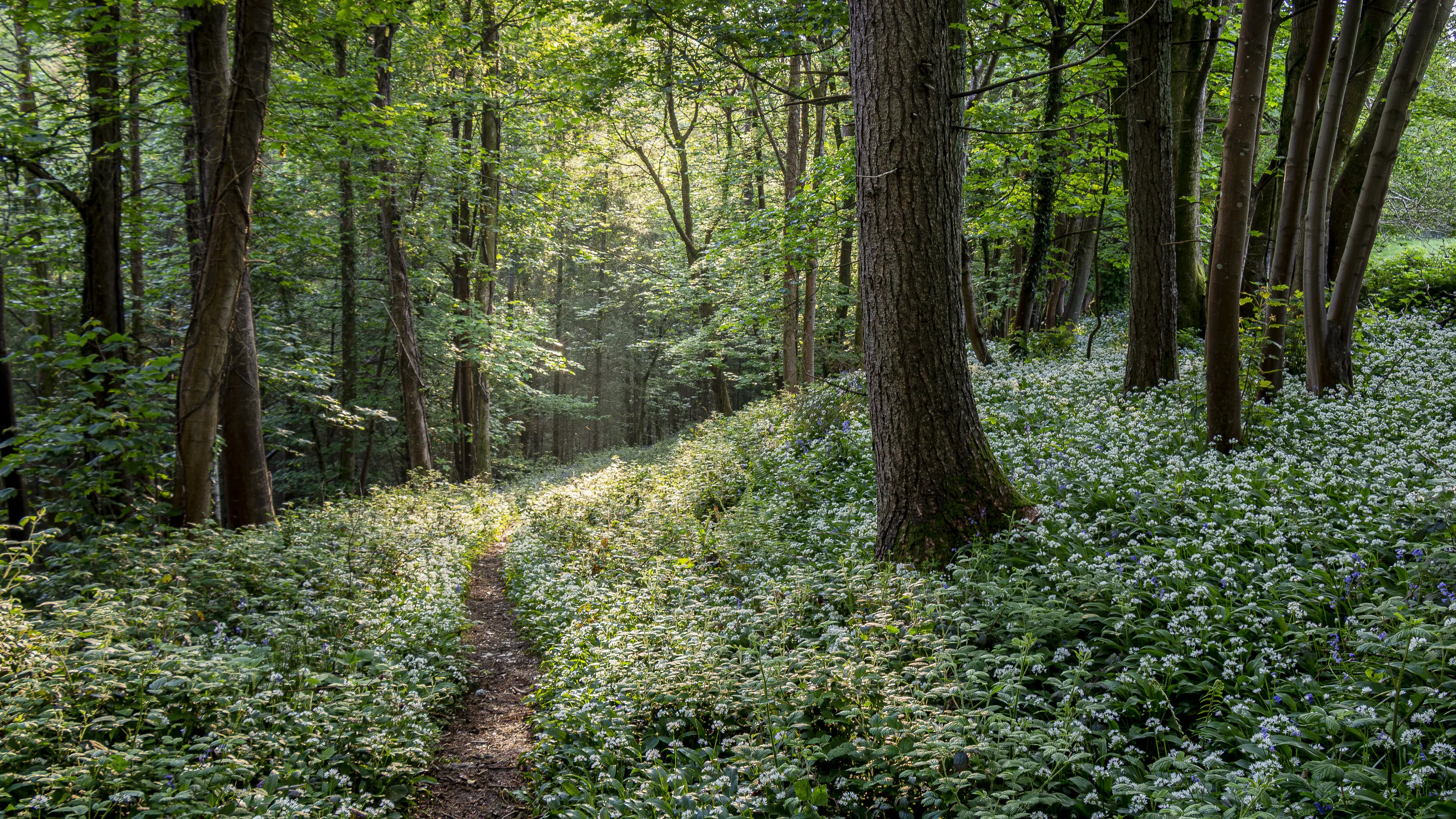 Woodland Beauty