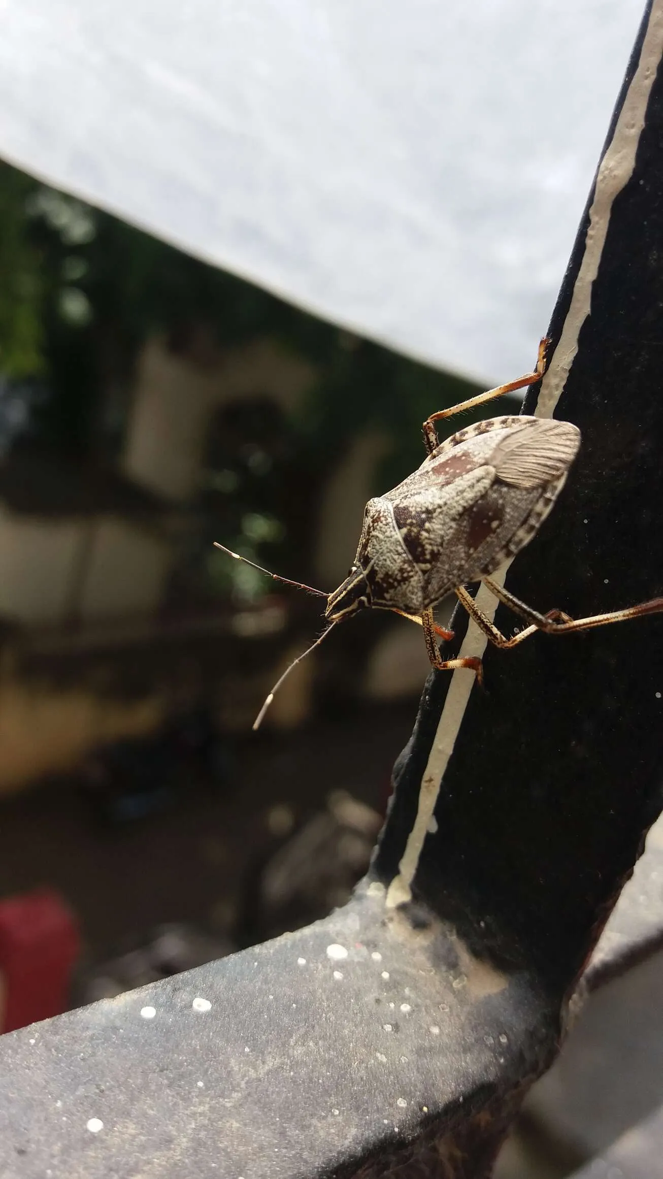 insectofy