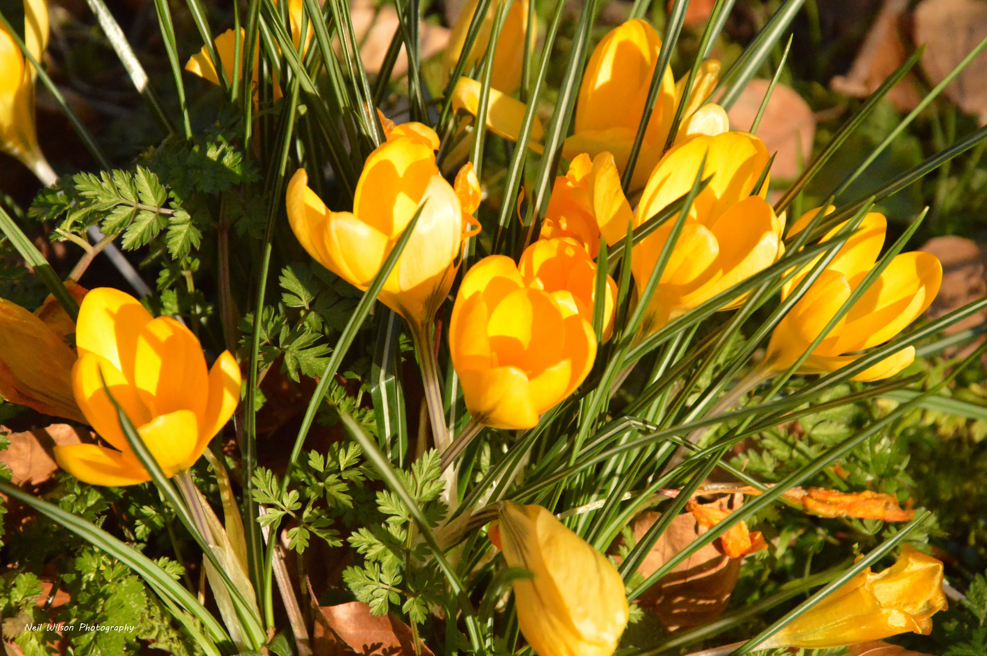 Spring