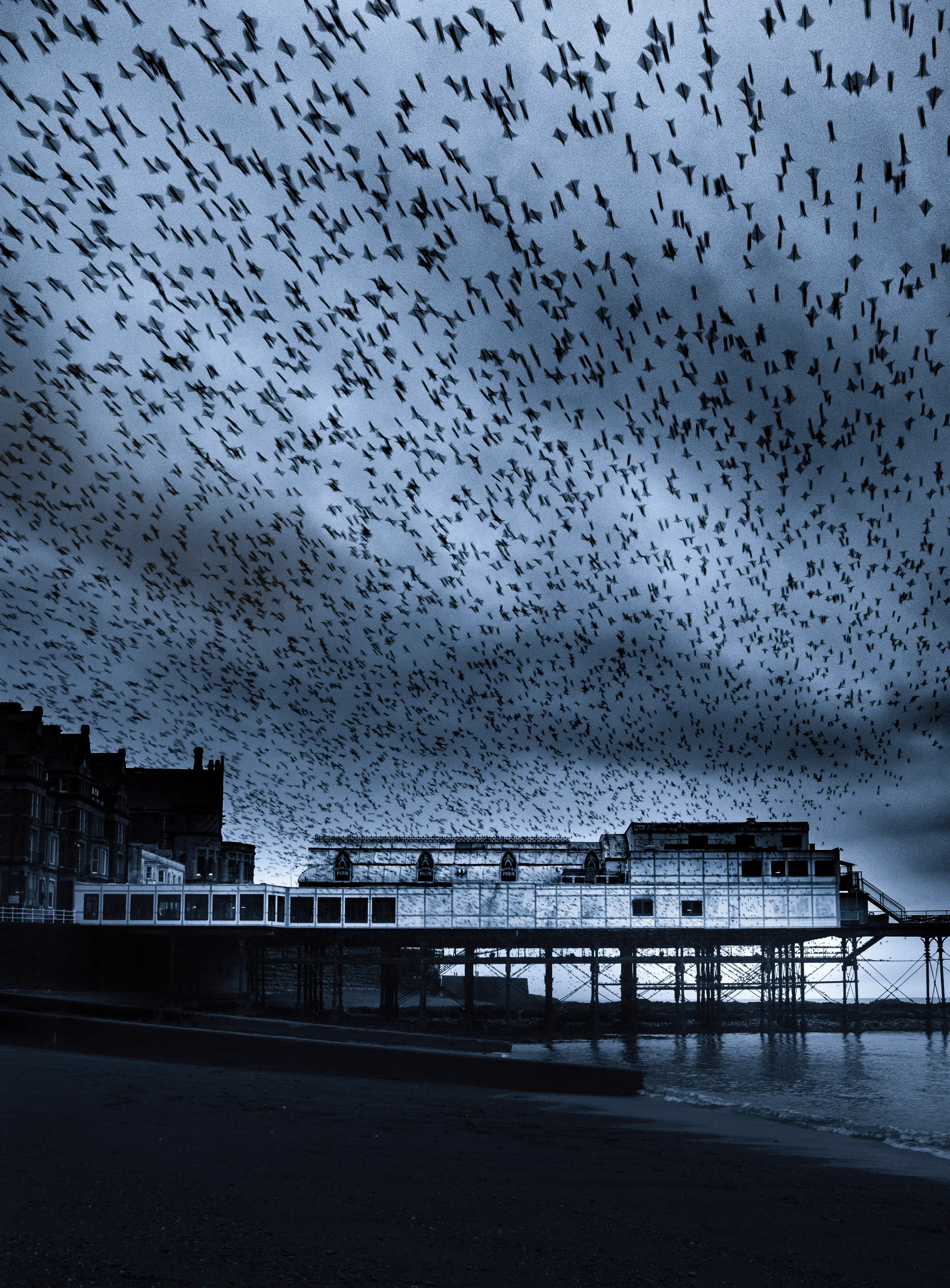 Starlings Emerging at Dawn