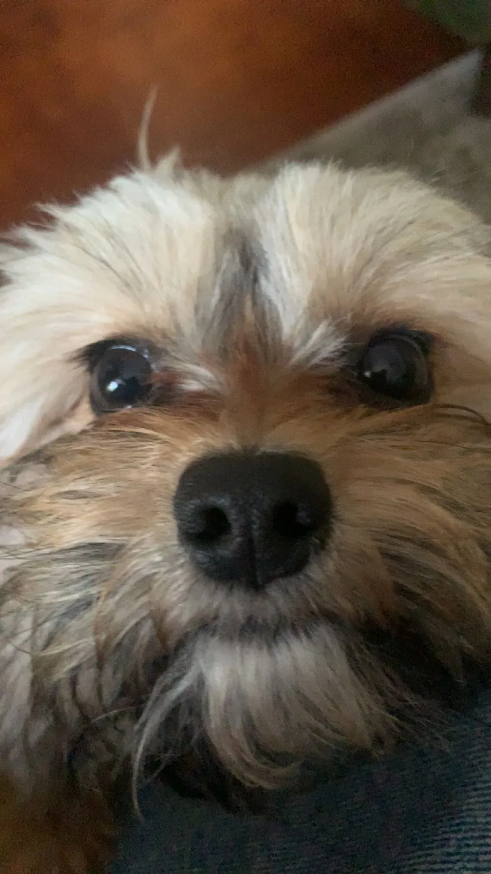 Beautiful puppy