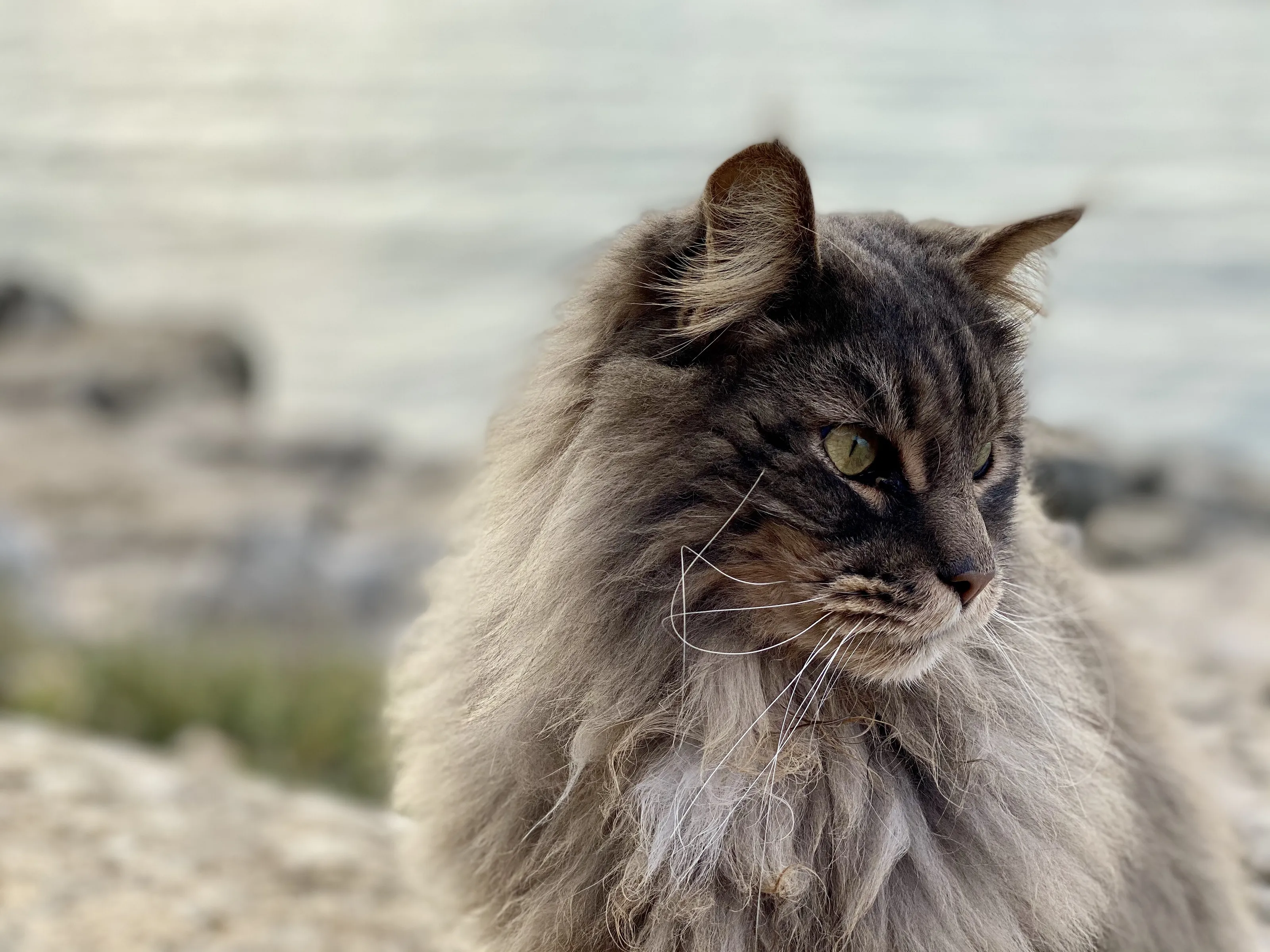 Cat at sea