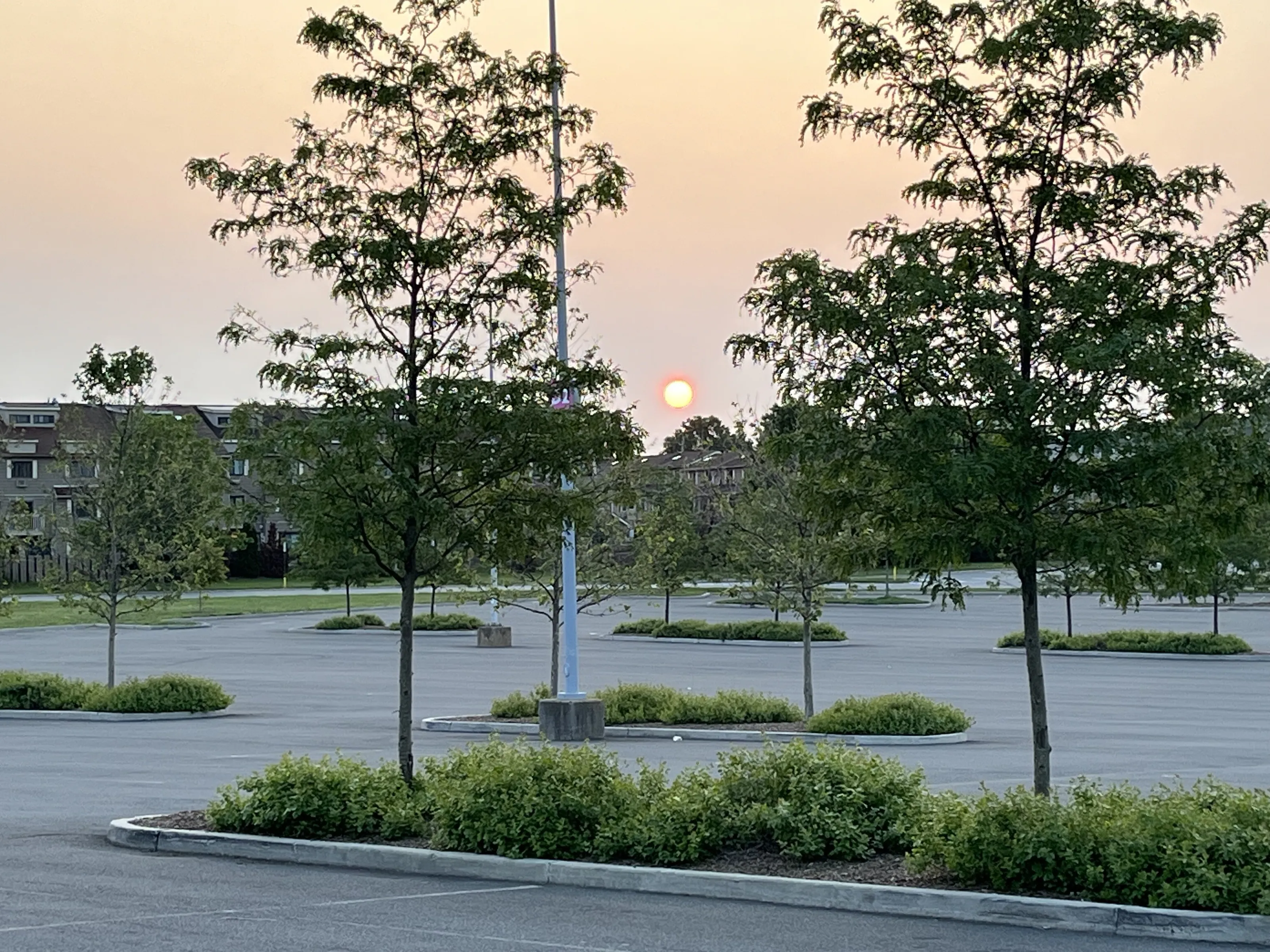 Sunrise through the trees