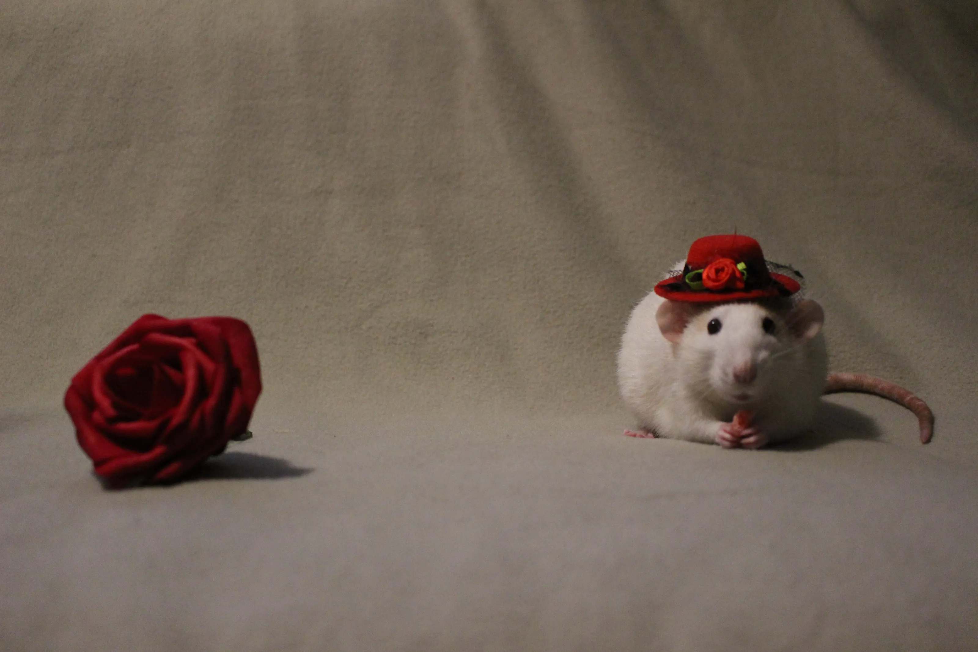 valentine's day rat