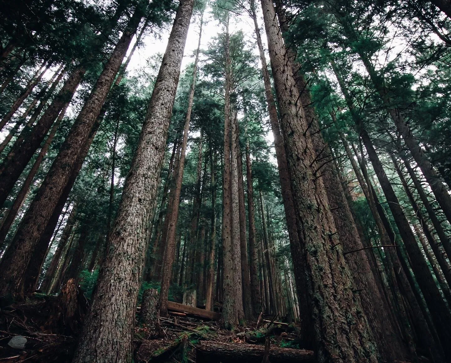 Vancouver wilderness