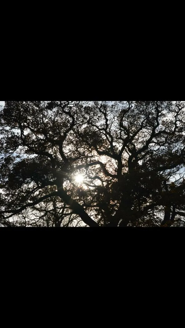 Spring sun