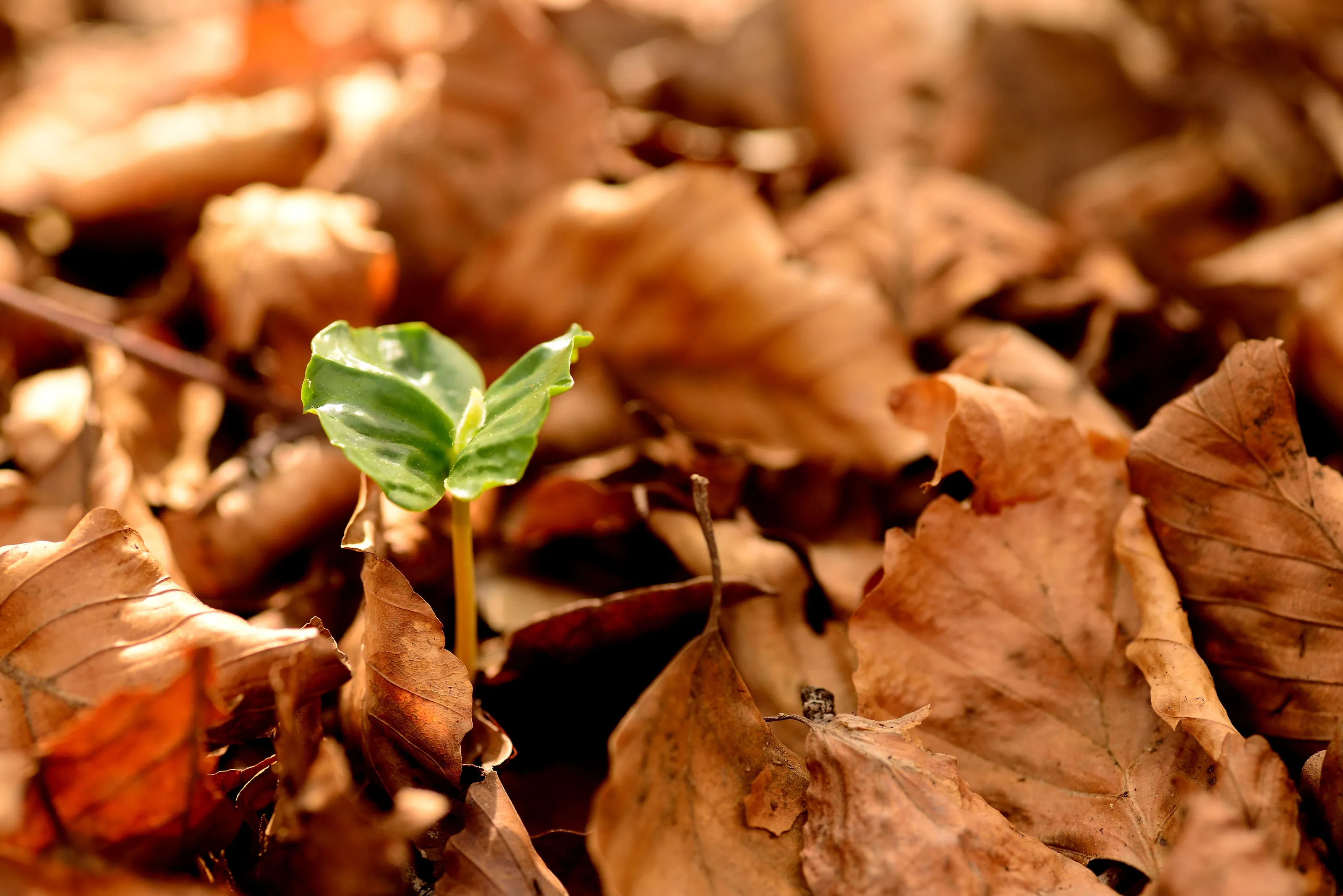 The greening.