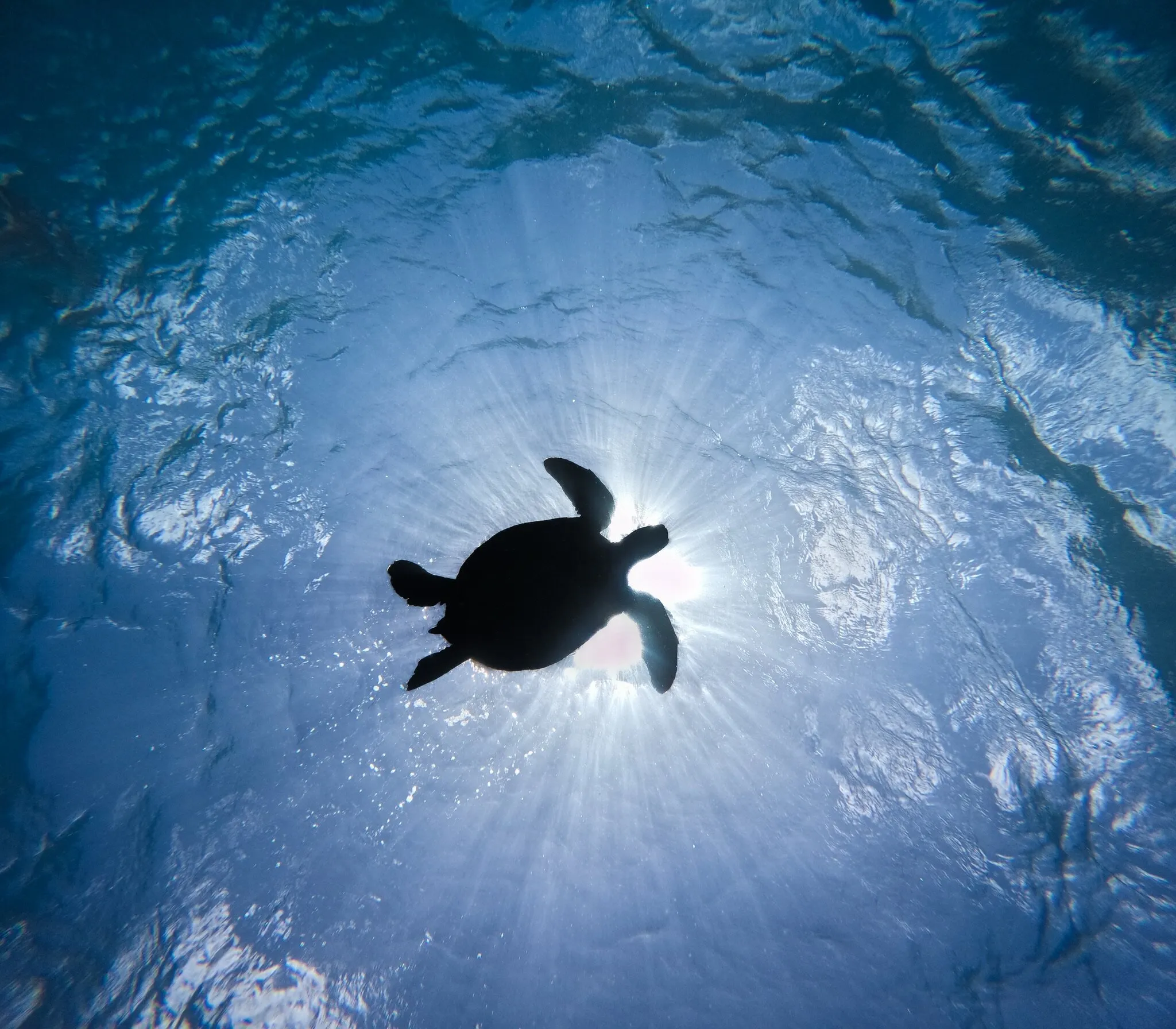 HONU
