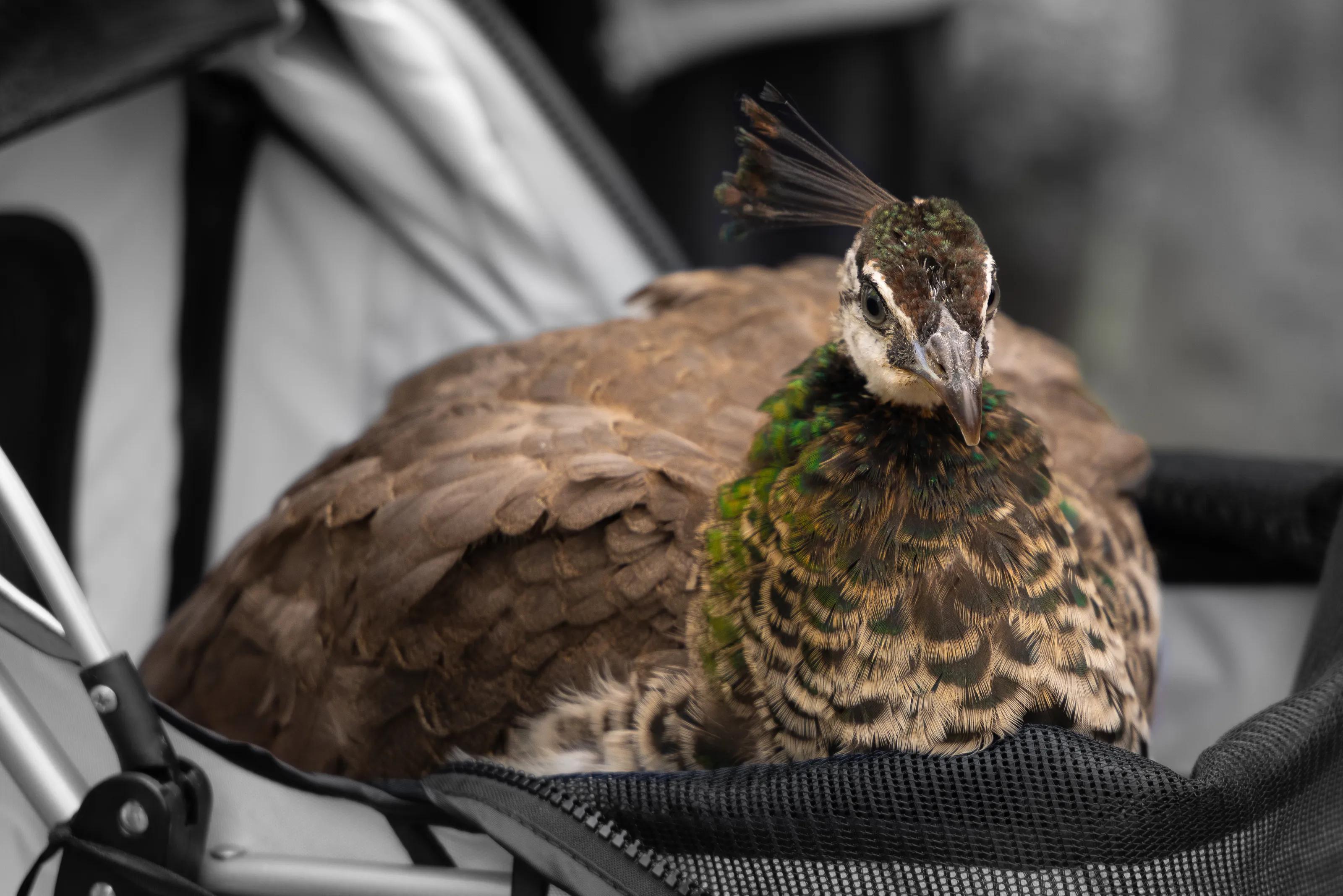 Dunfermline Peacock