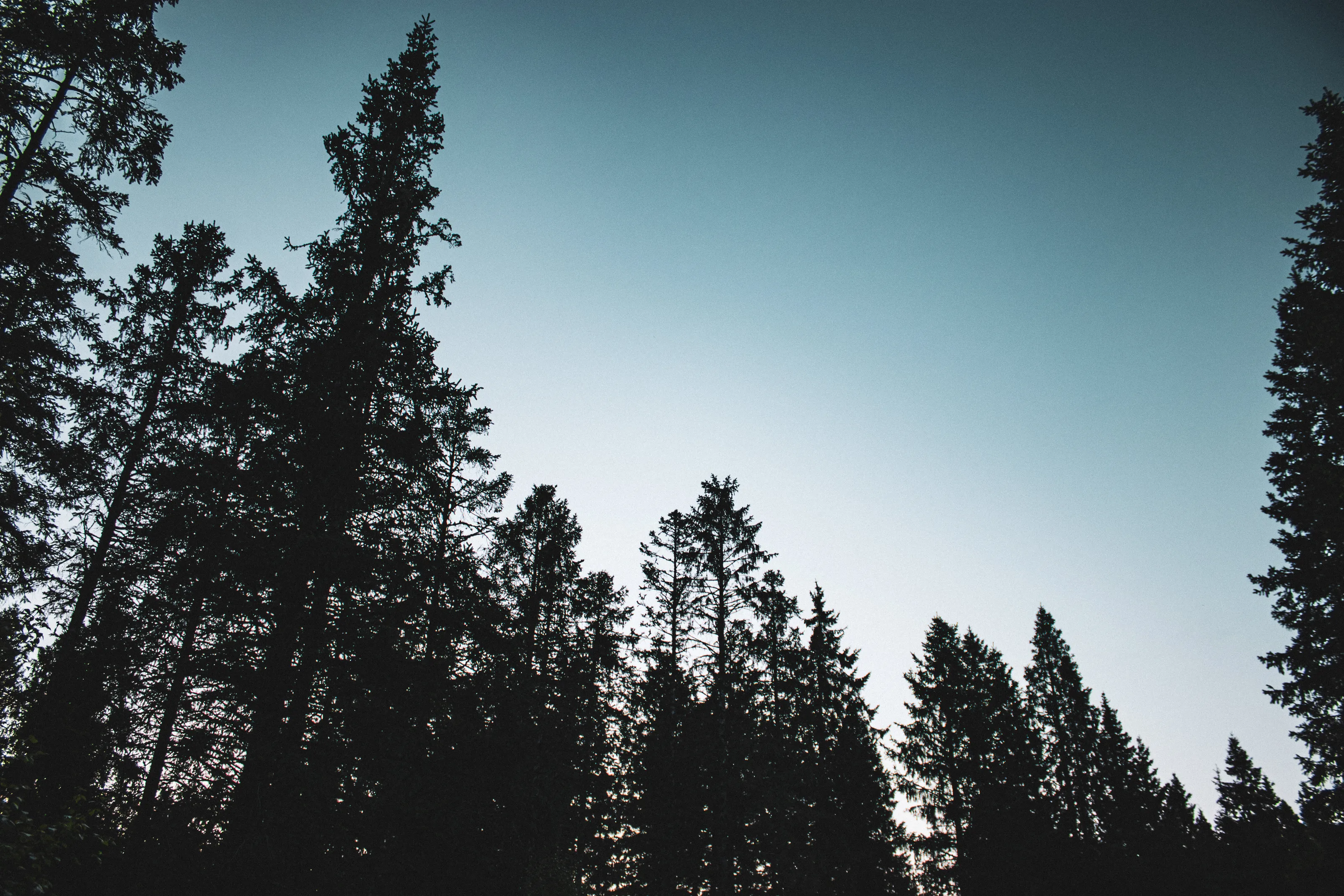 1573 - Forest