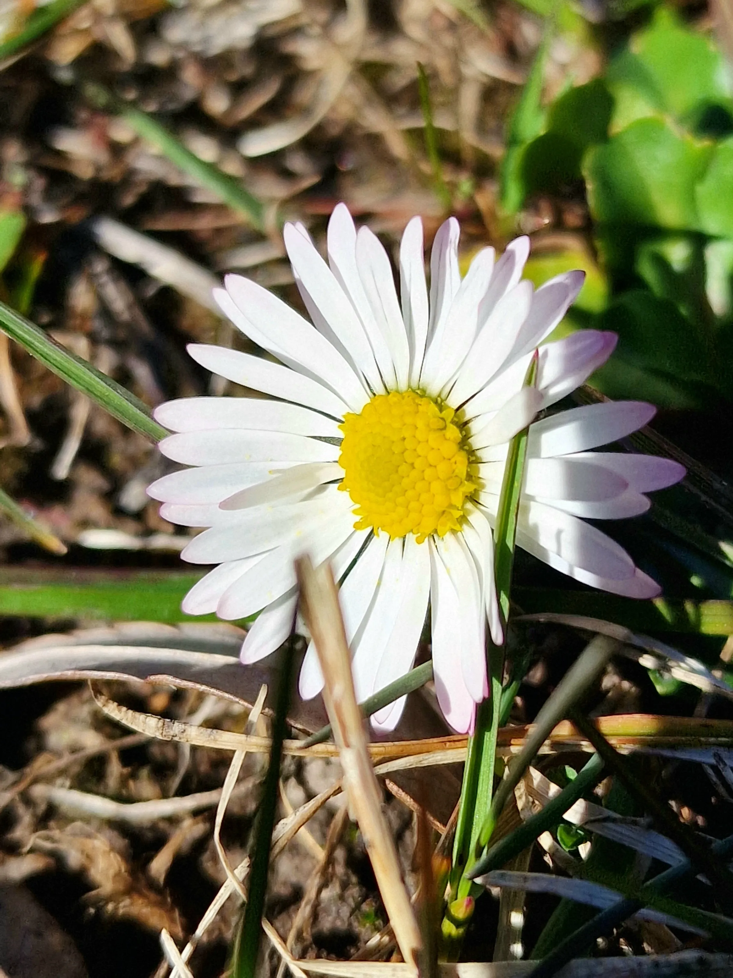 Common Daisy Spring