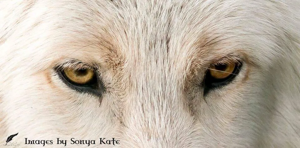 Eyes Of The White Wolf