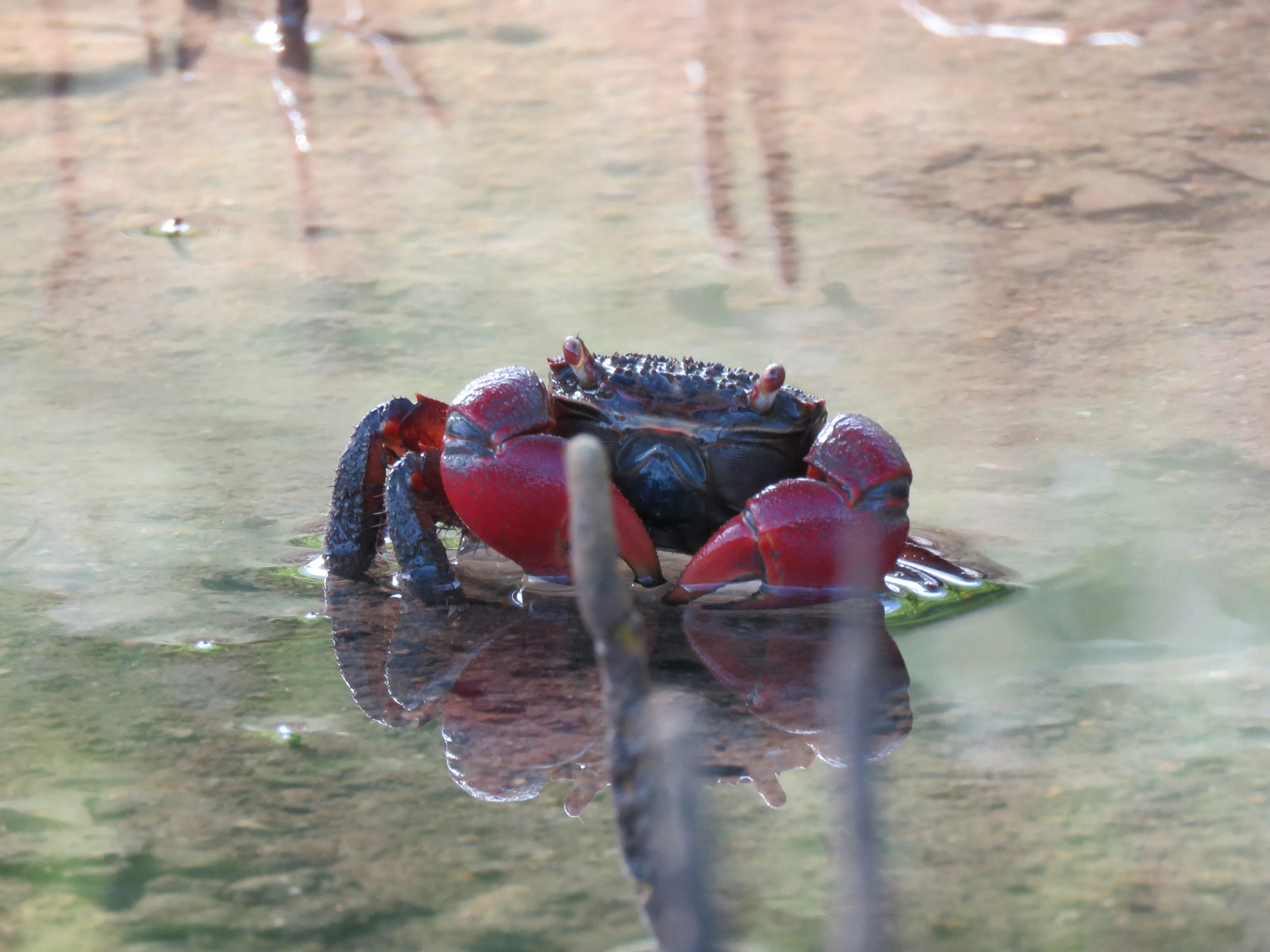 Red Clawed Marsh Crab Standing Proud