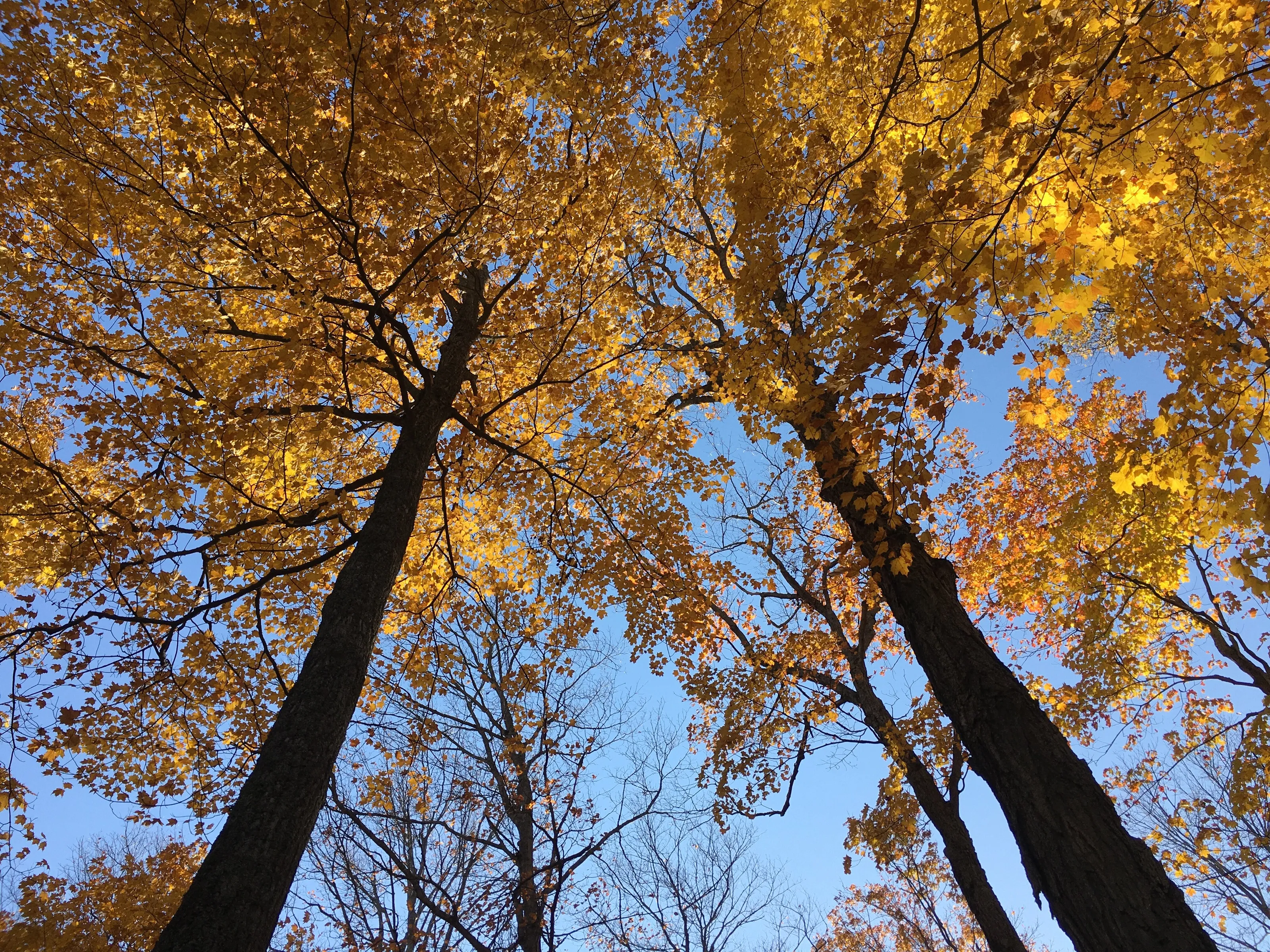 Trees