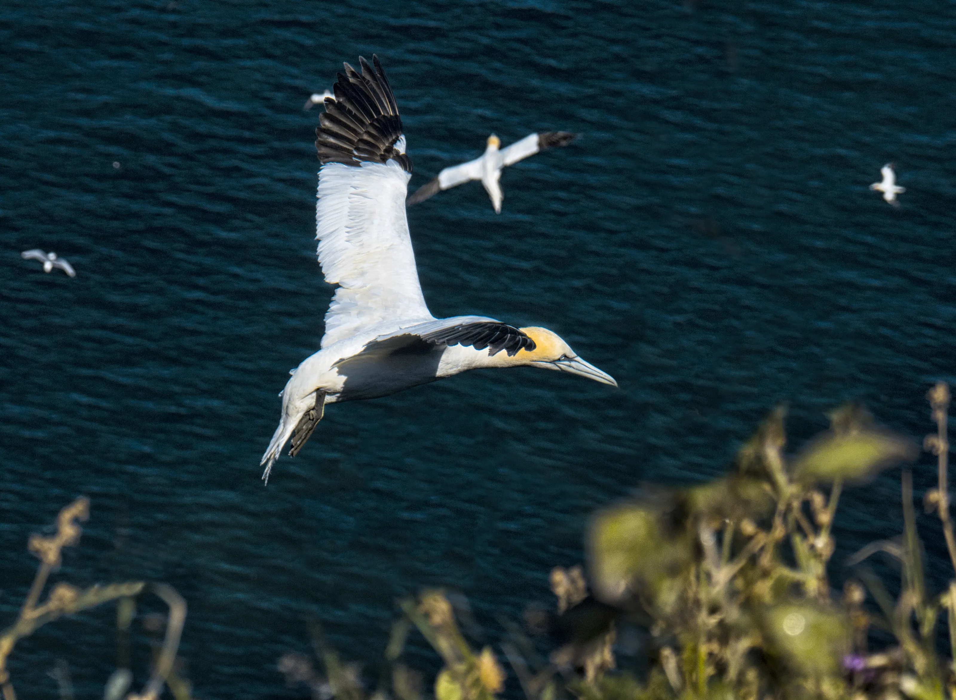 'Flight practice' Bempton R.S.P.B