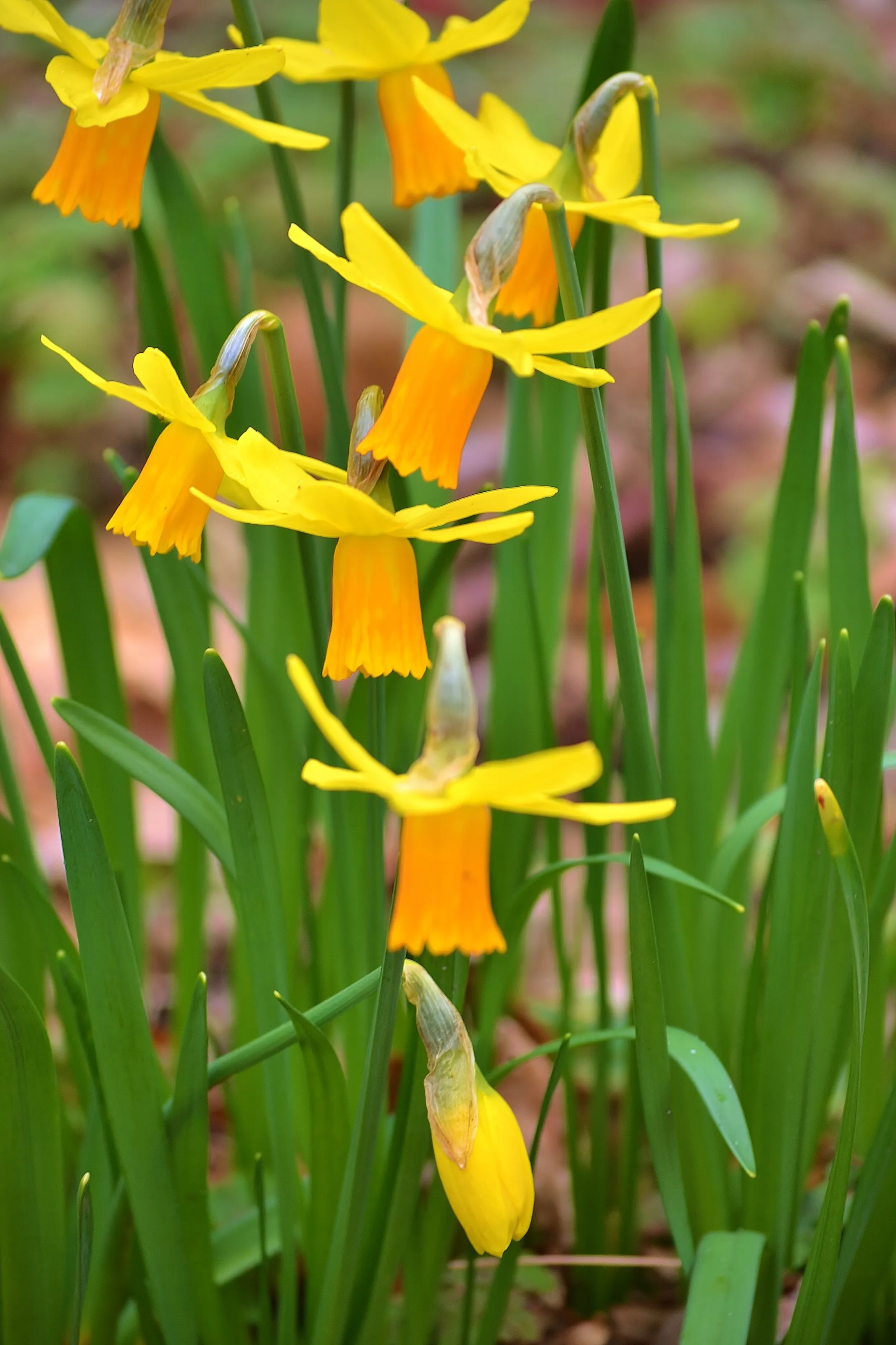 A splash of Colour