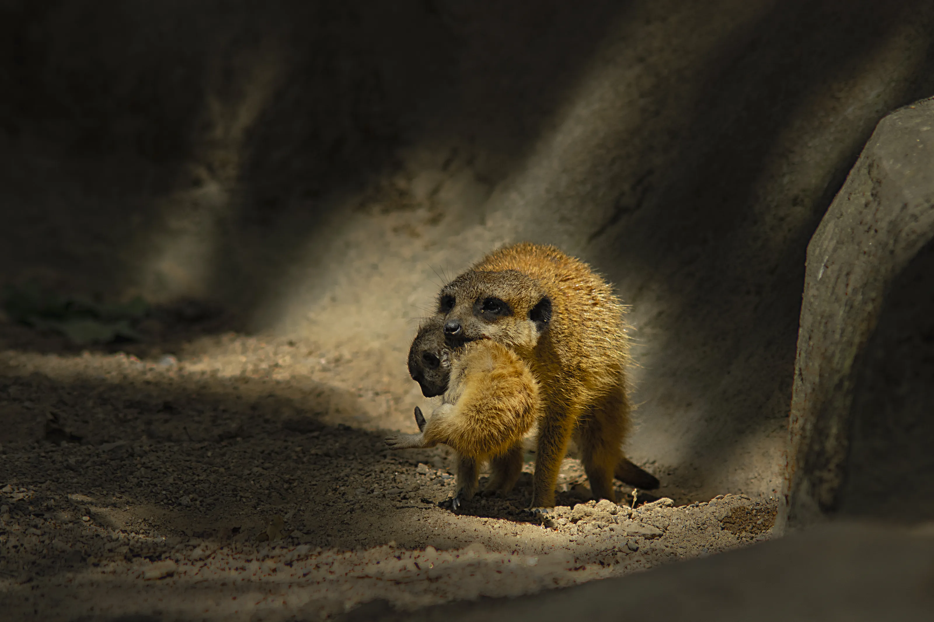 Meerkat mother carrying her infant