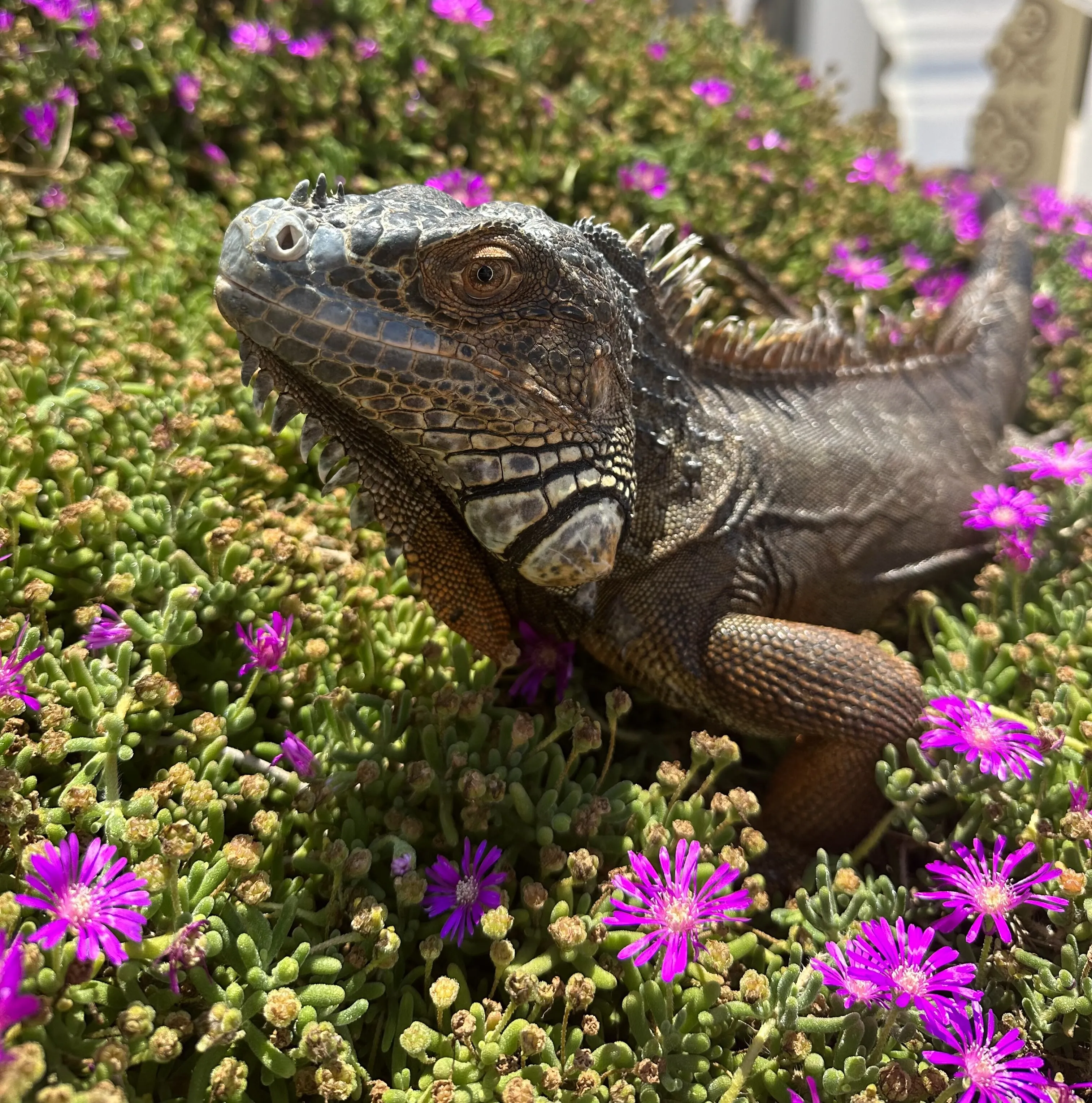 REPTILE VIA IPHONE 14 PRO