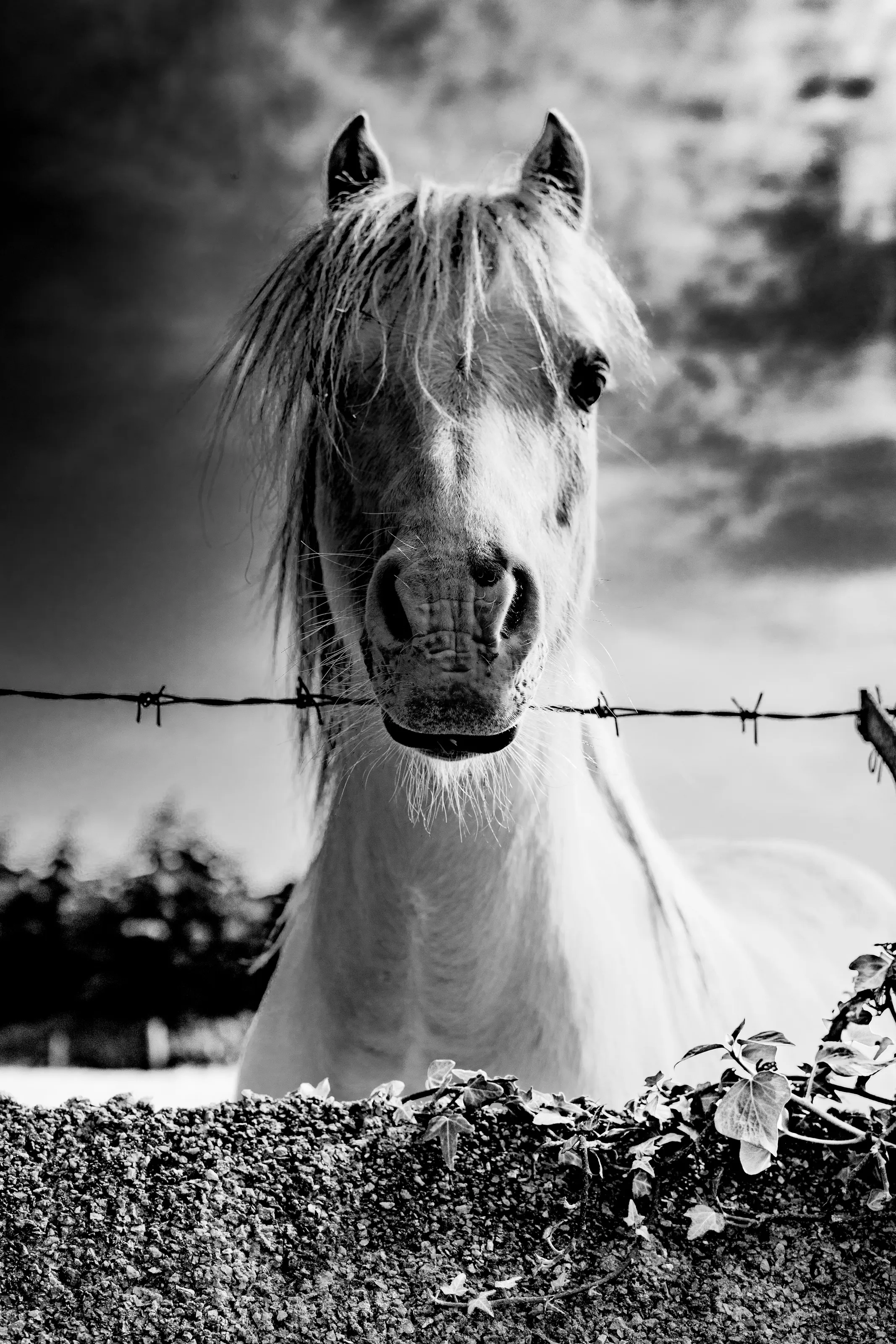 Horse portrait black and white
