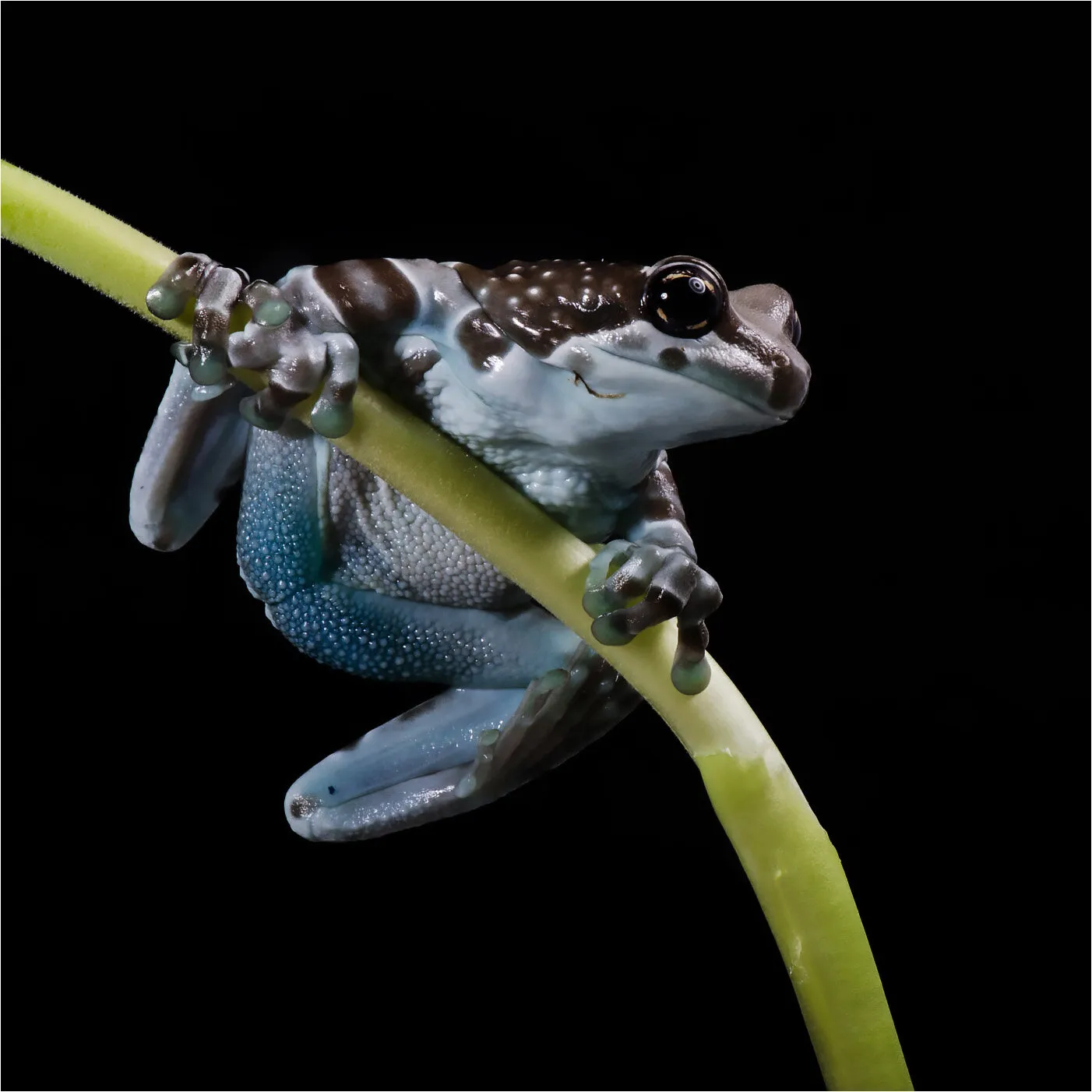 Amazon Milk Frog