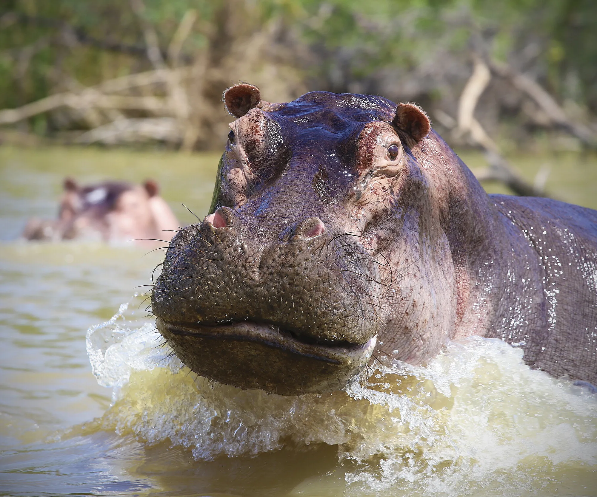 Hipo attack in Lake Chamo, Ethiopia