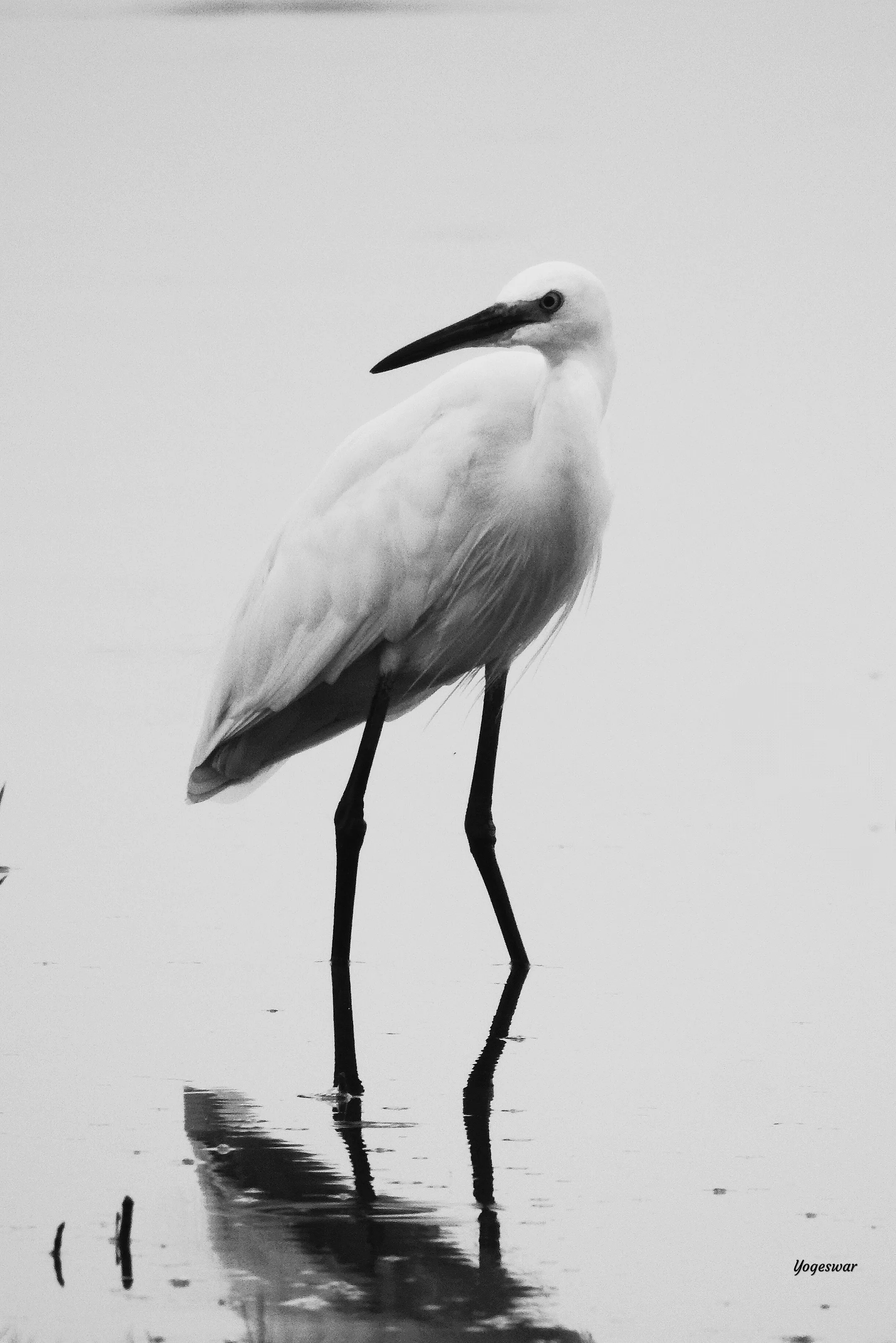 Egret on the go