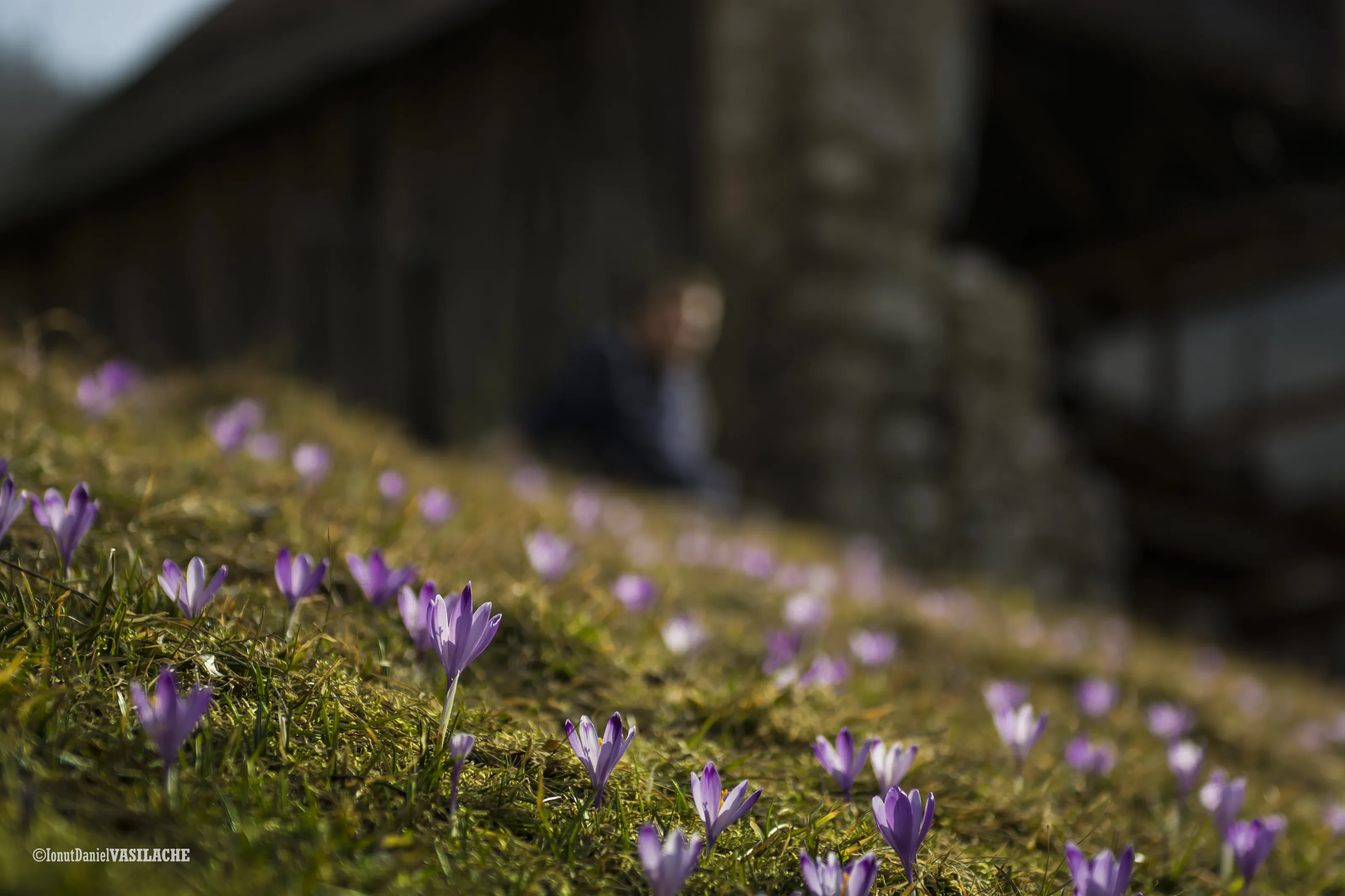 Spring crocuses