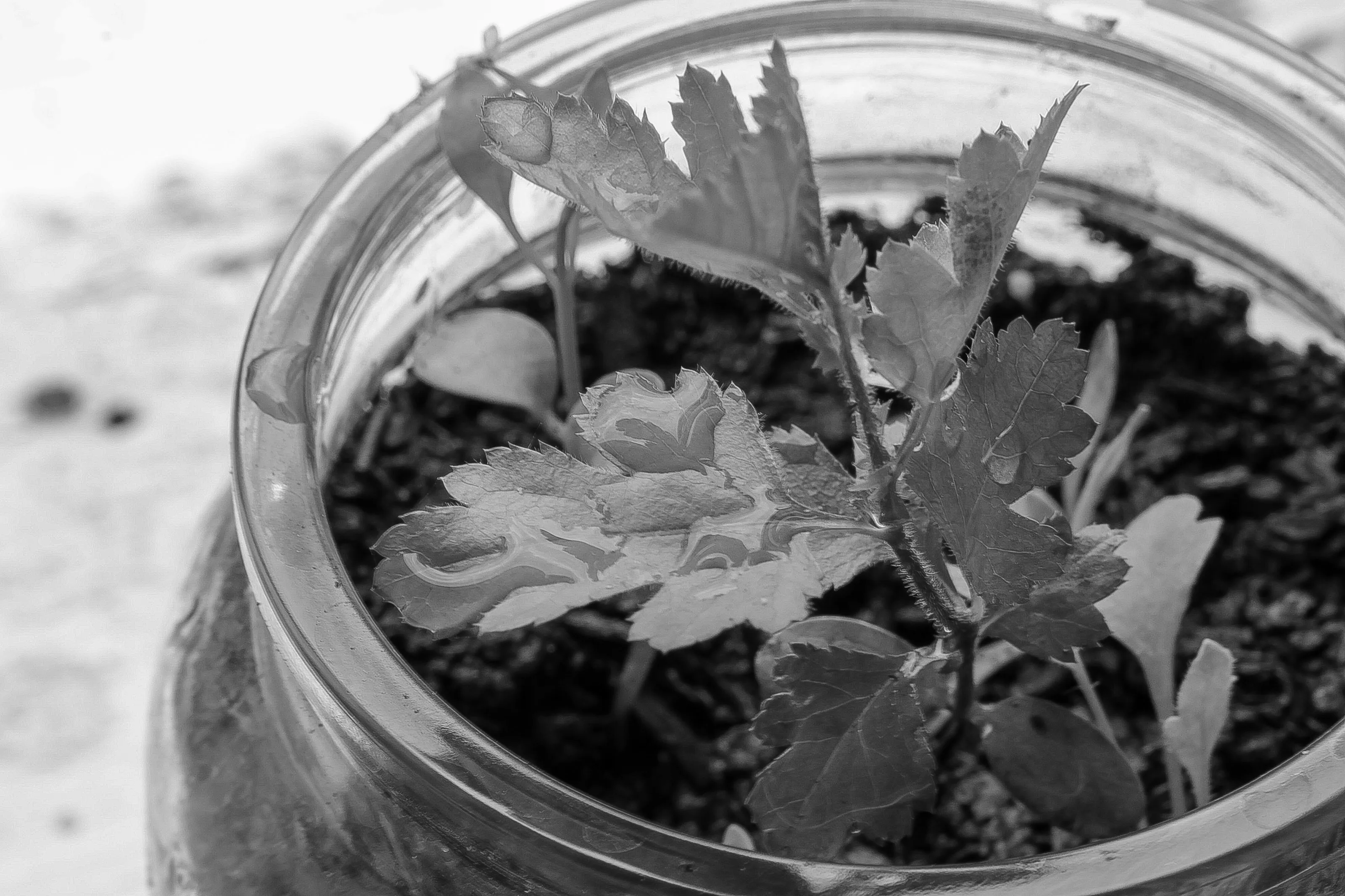 Watered