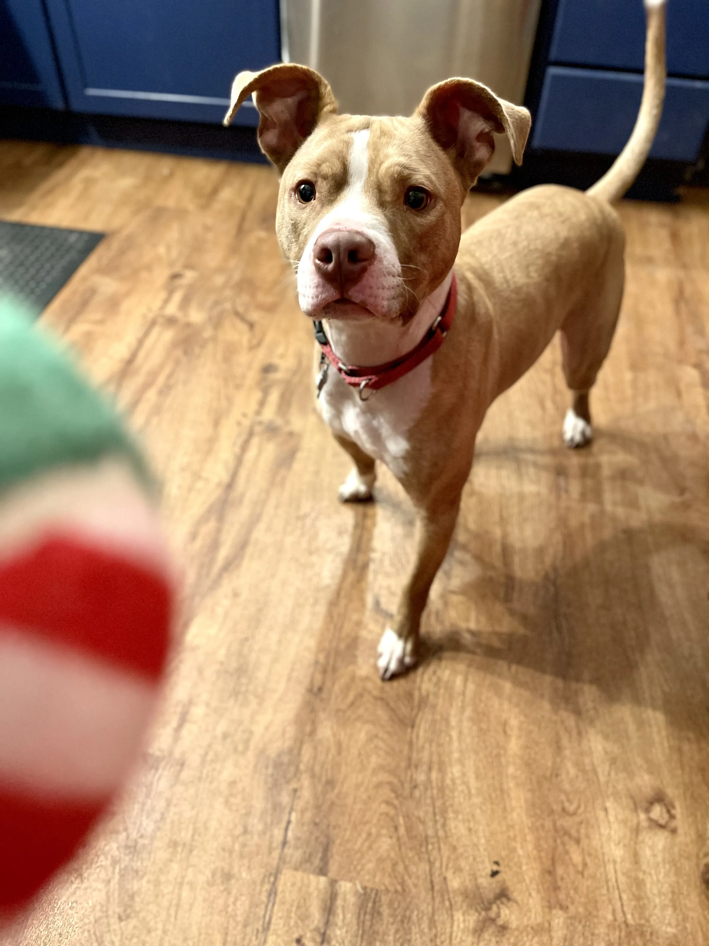 A ball is his one true love