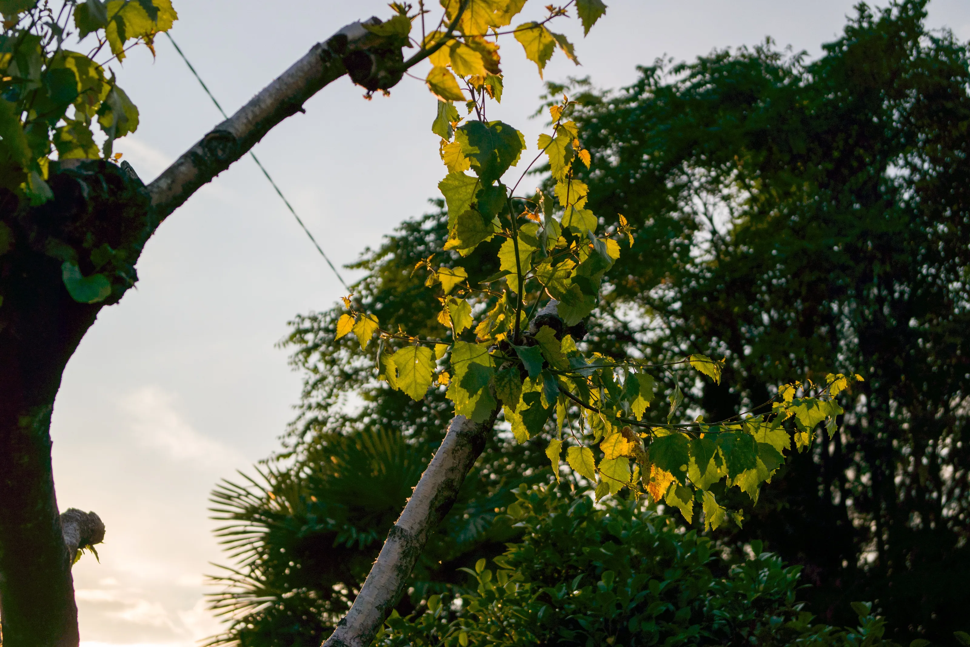 Leaves in the sky