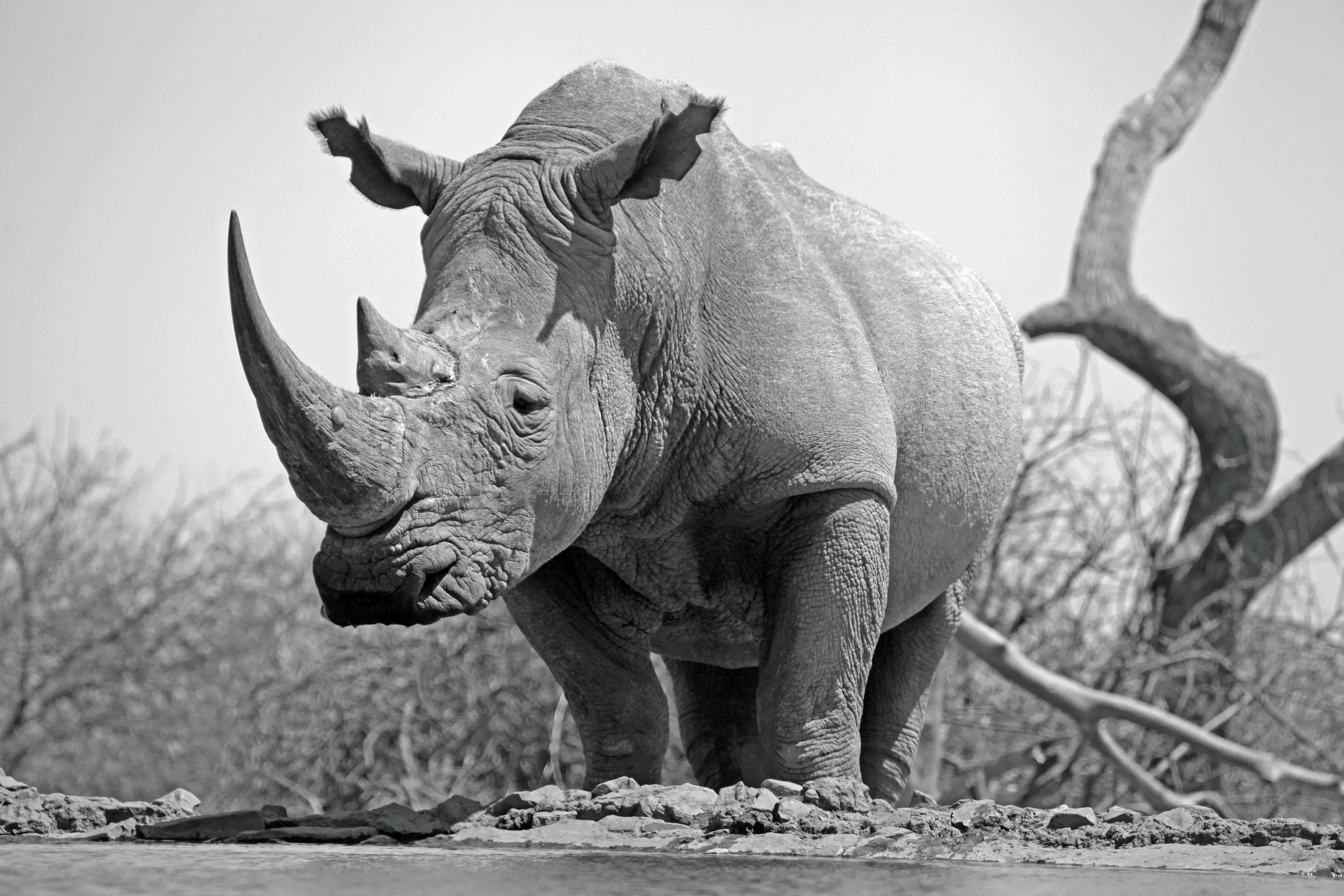 Rhino at the waterhole.
