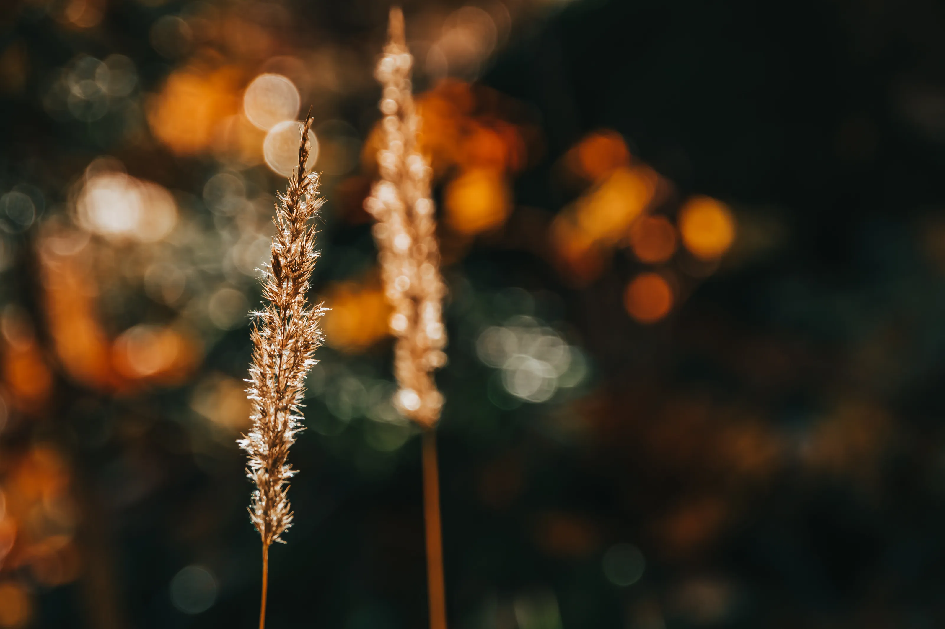 Summer evening magic