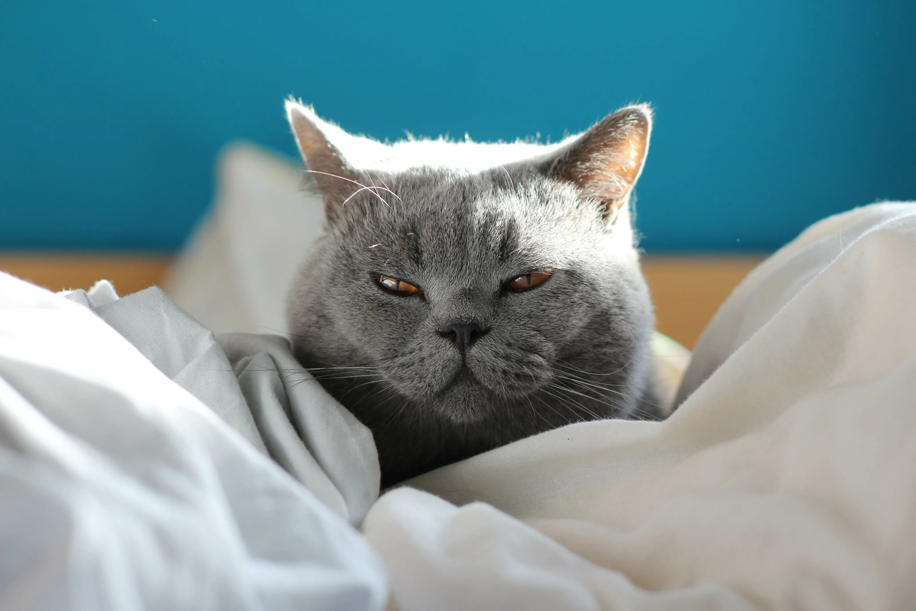 Mochi