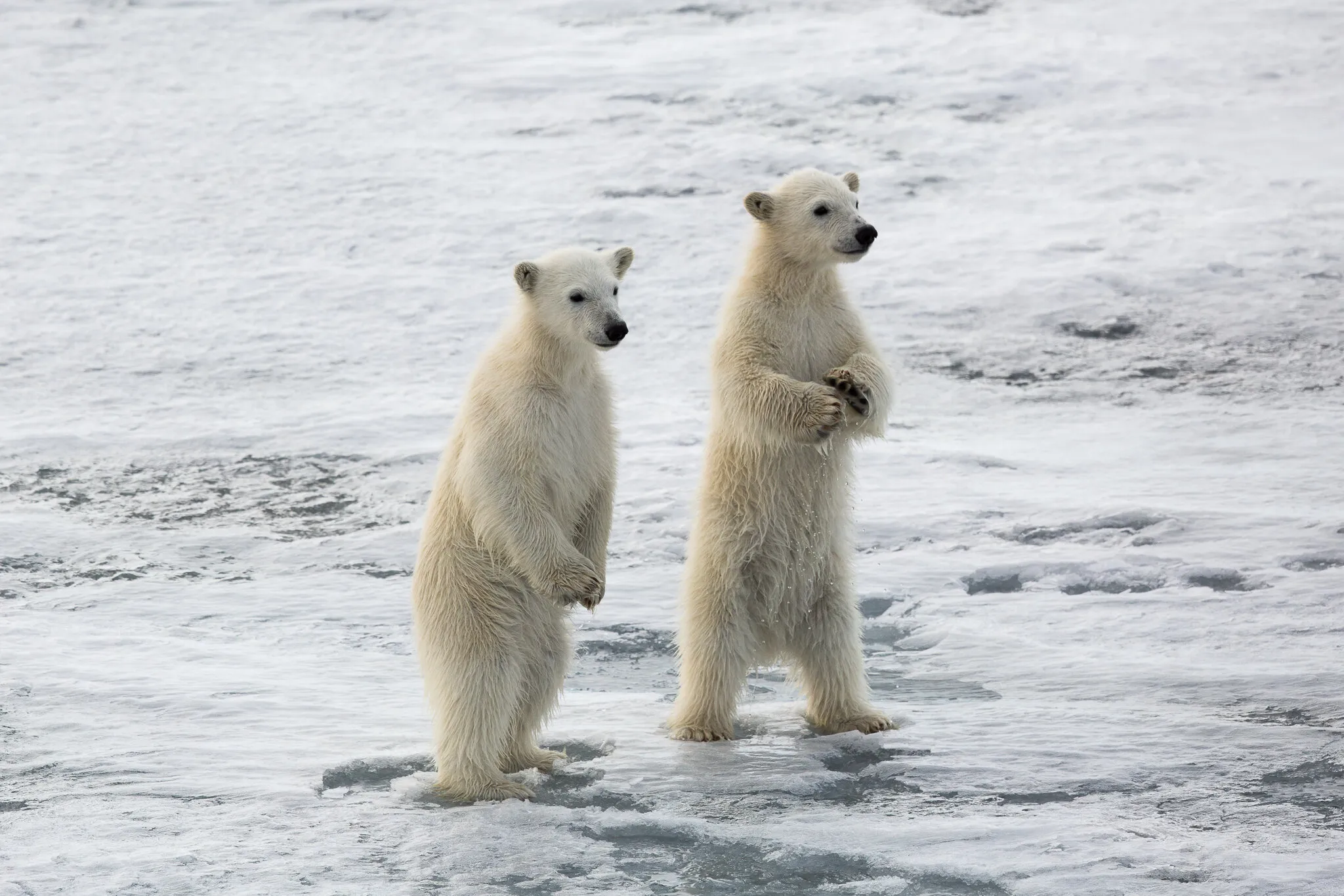 Standing cubs