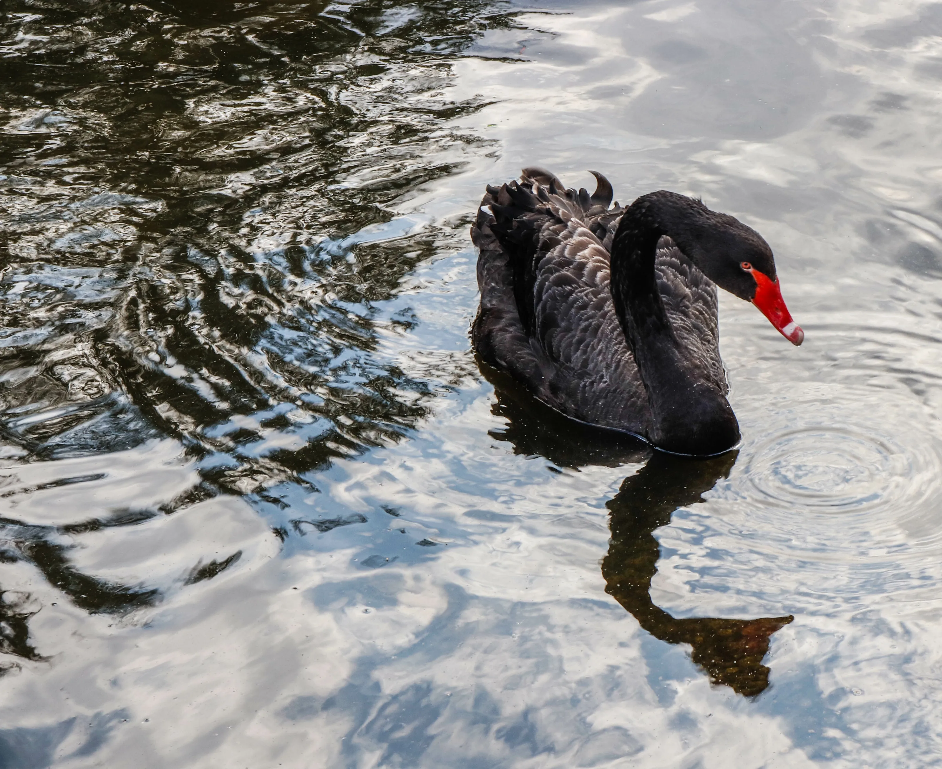 Black Swan