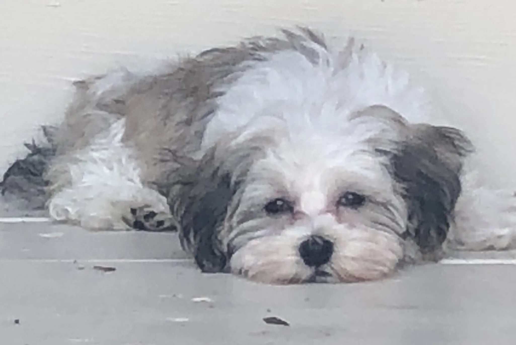 Sleepy Pup