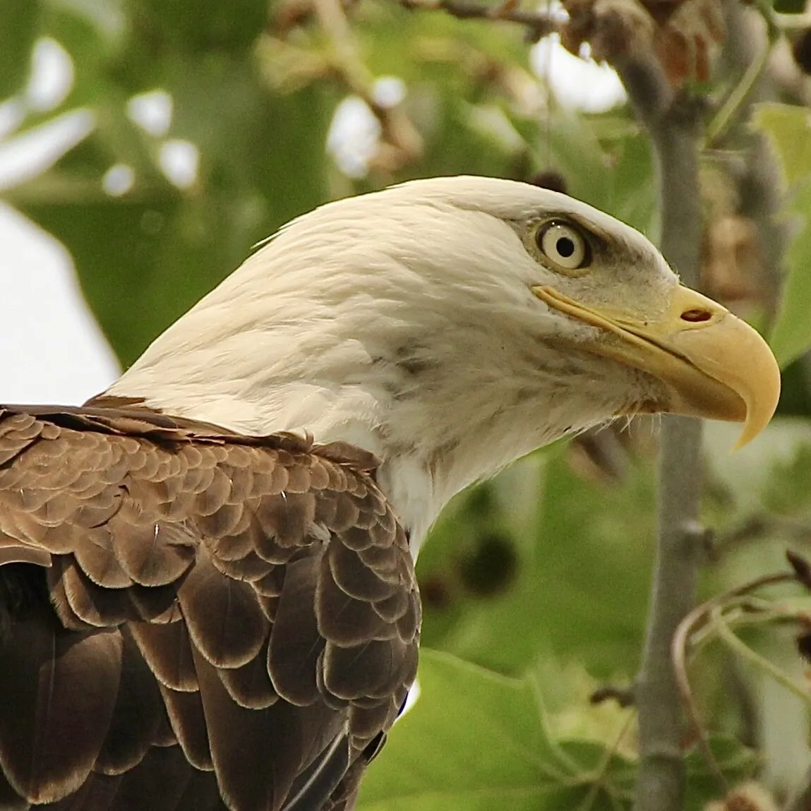 Searching For A Meal