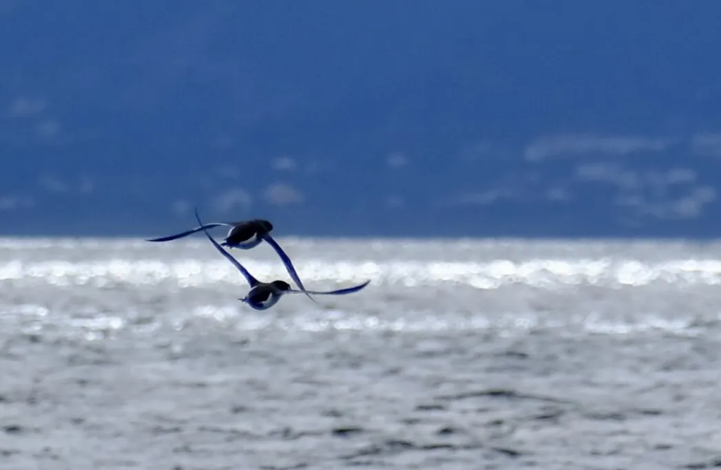 Seabirds